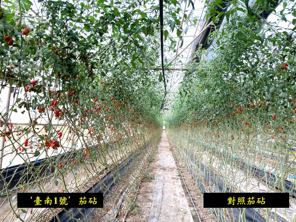 小果番茄嫁接於 ‘臺南1號’ 茄砧後(左)，有良好之生長勢和穩定產量之表現。