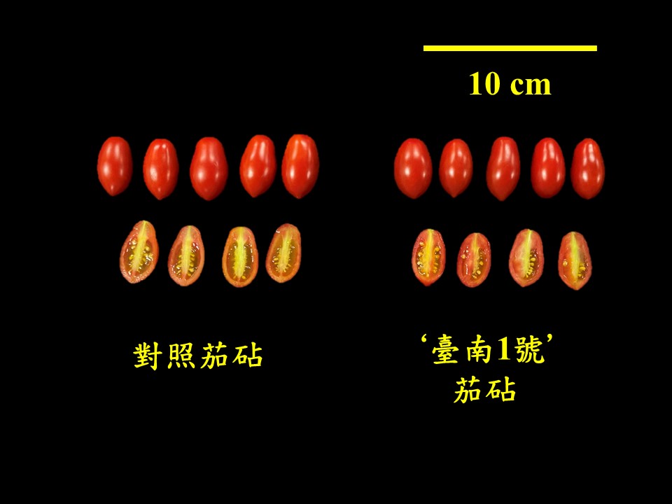 小果番茄嫁接於 ‘臺南1號’ 茄砧(右)，果實並未有不良影響，具有穩定之品質表現
