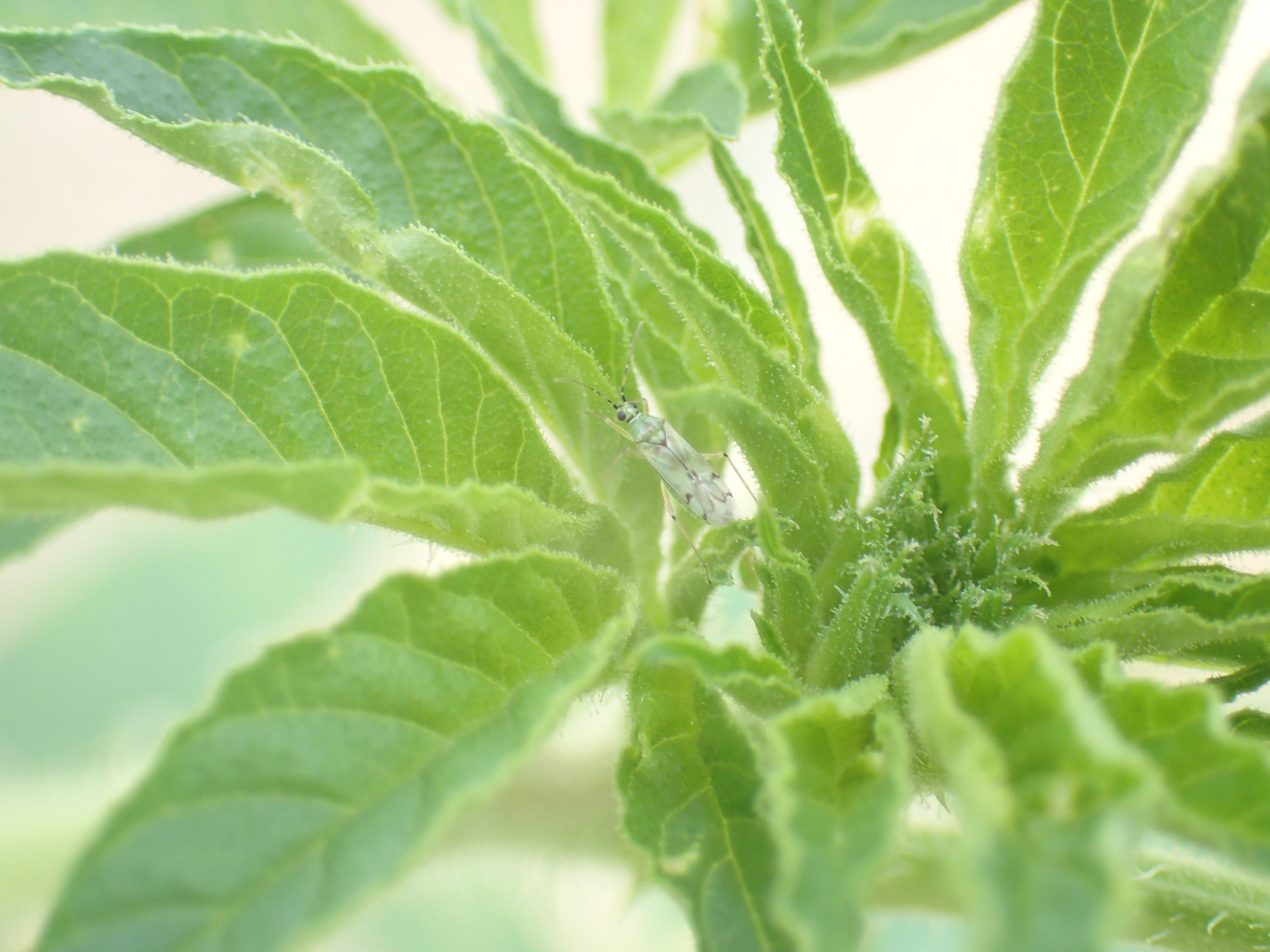 菸盲椿棲息於醉蝶花