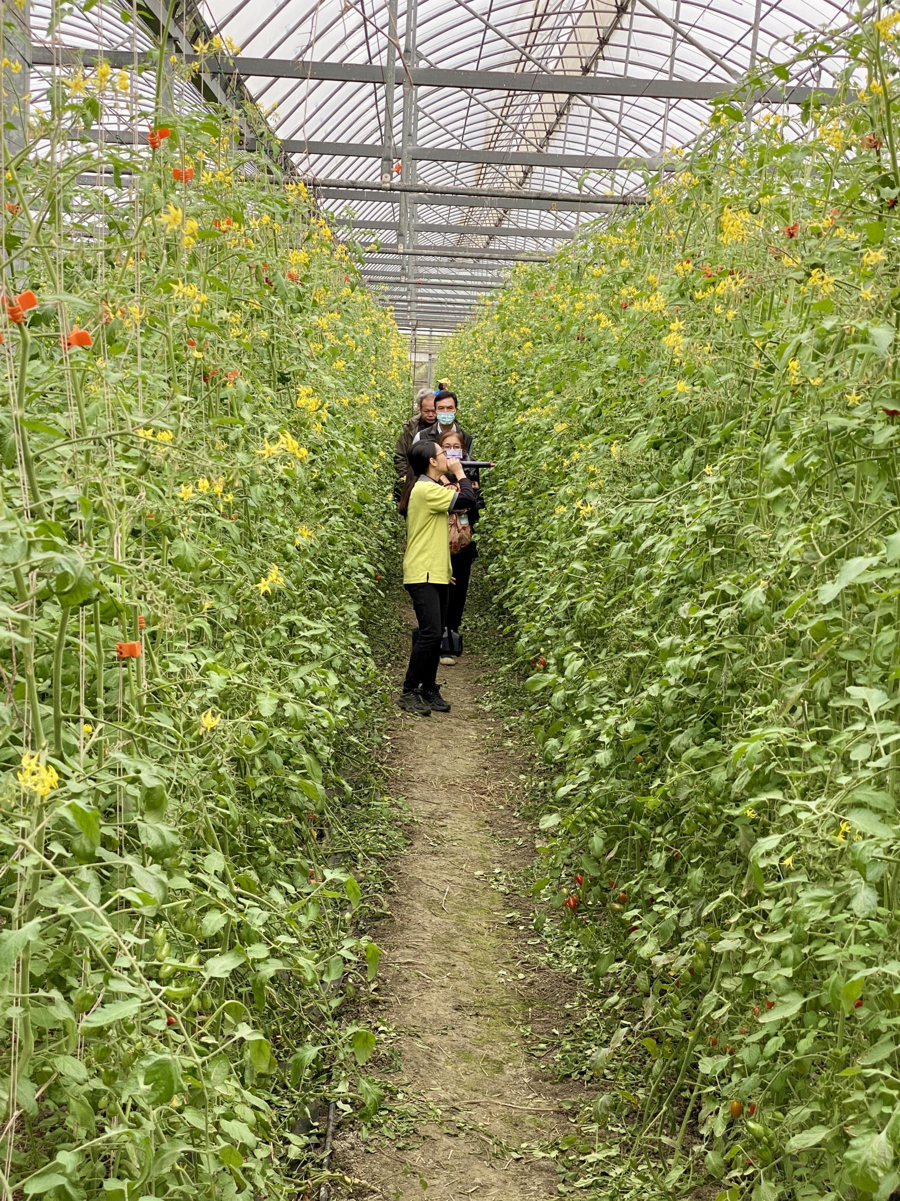 朱詠筑助理研究員進行示範田區導覽解說。