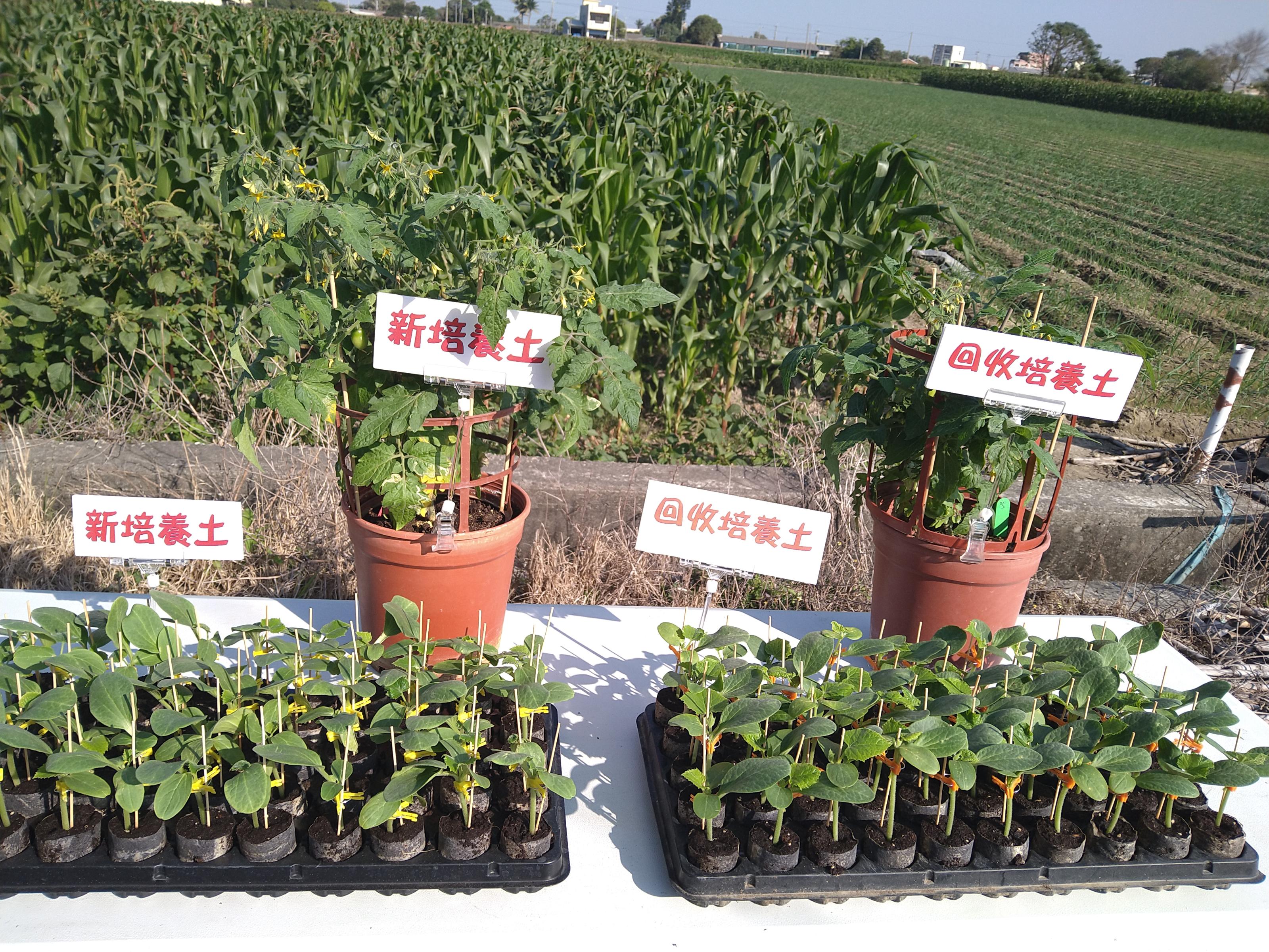 新培養土與回收培養土培育之嫁接苗(前排)與盆植番茄(後排)，2處理間之生長樣態無差異