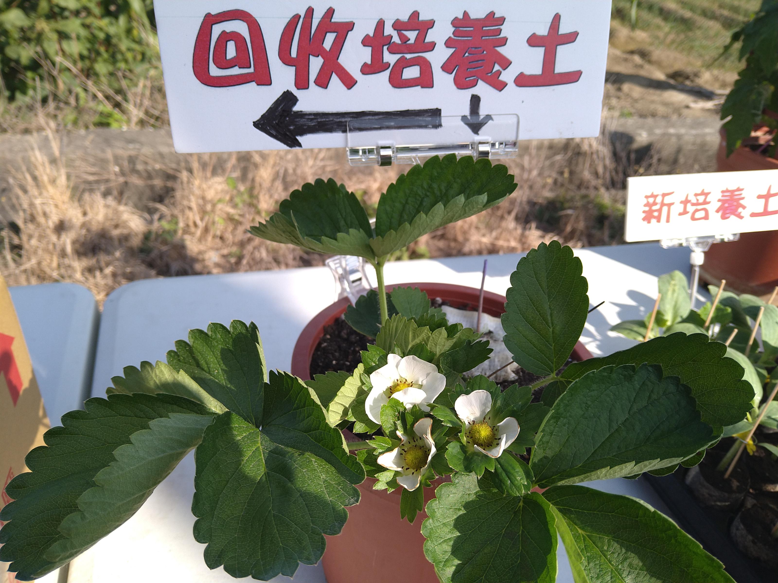 回收培養土盆植草莓