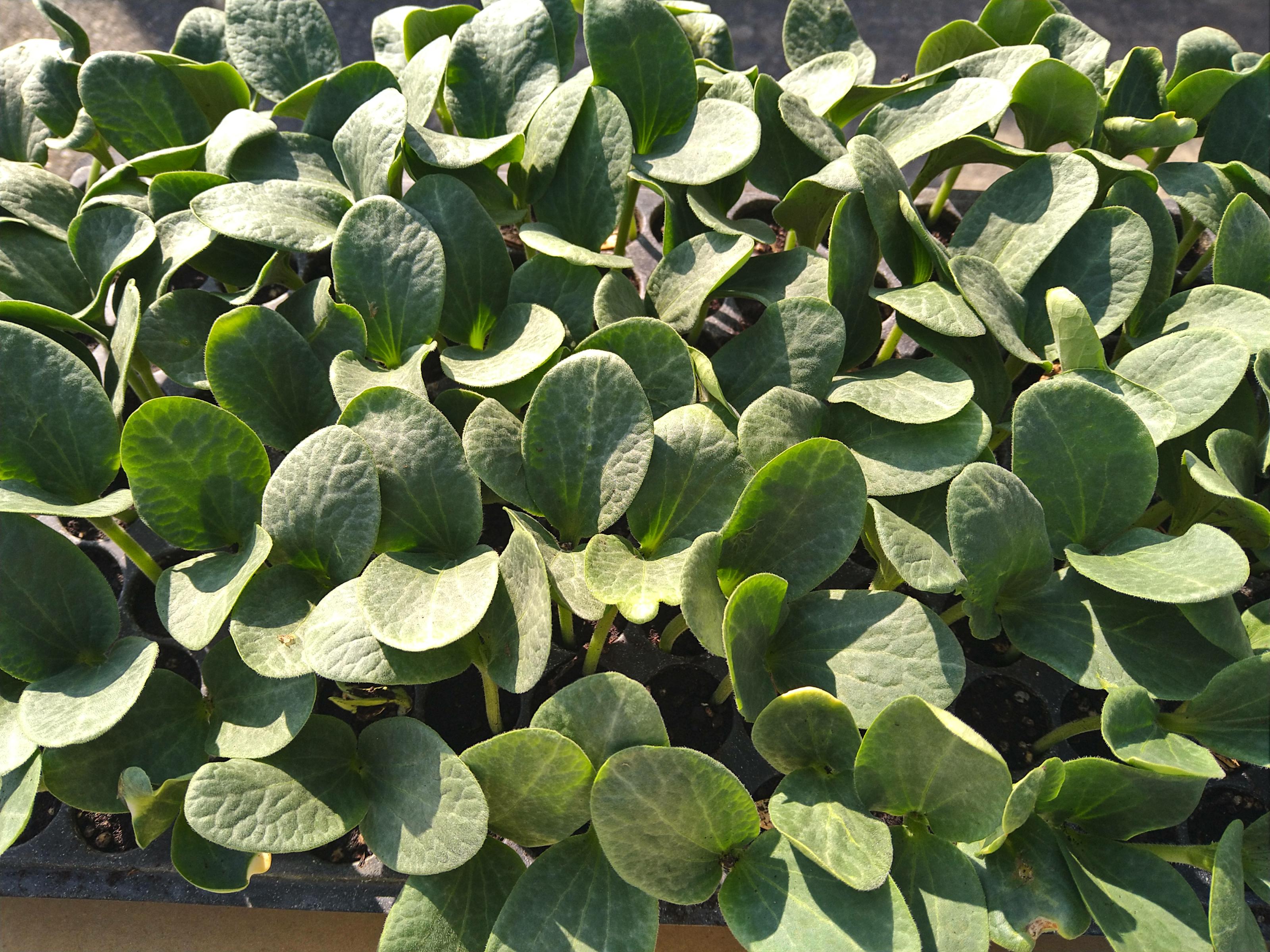 展示回收培養土培育之南瓜砧，生長良好