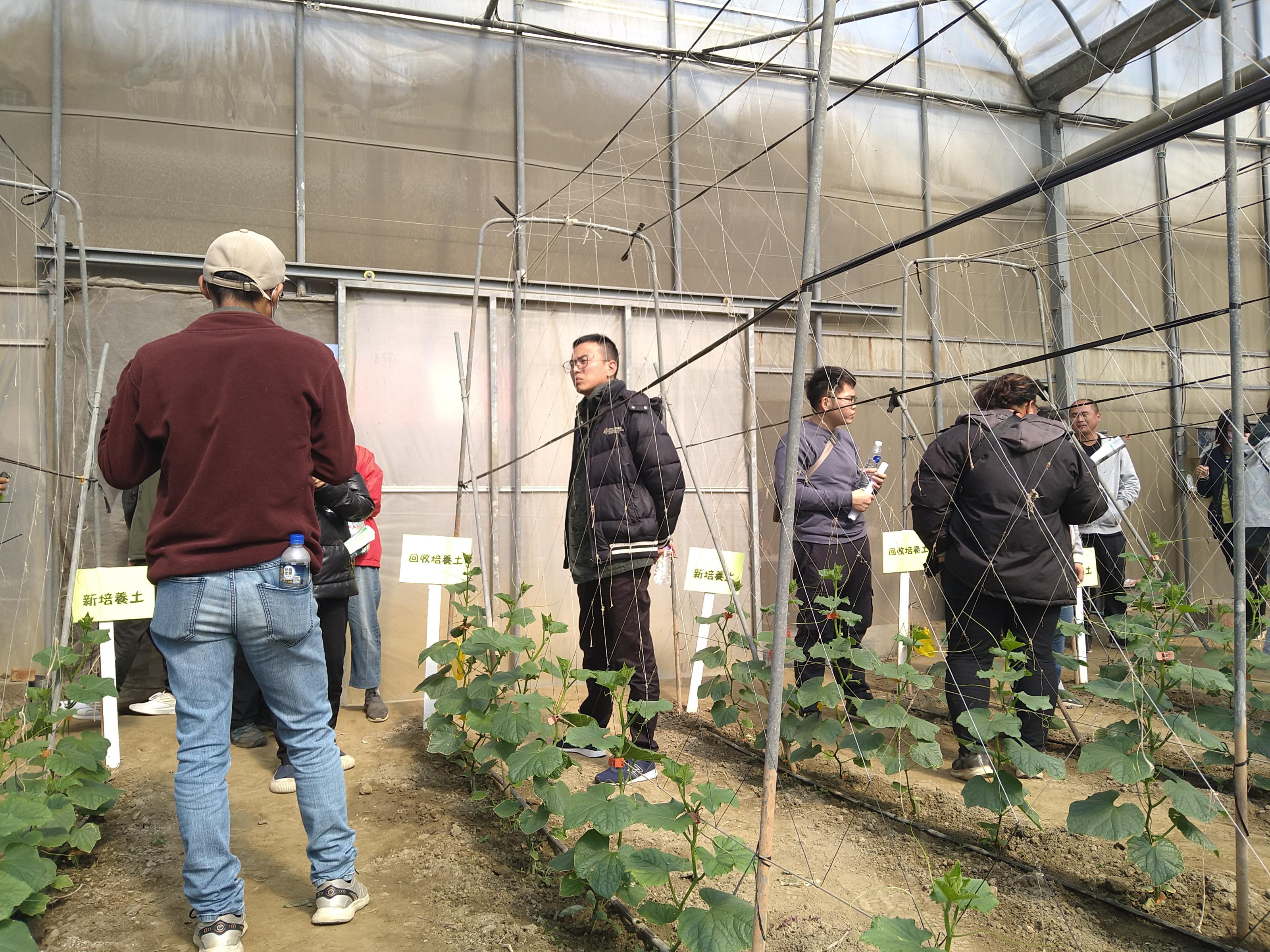 田間觀摩-南瓜砧以回收培養土或新培養土培育，接穗小胡瓜之生長樣態無差異