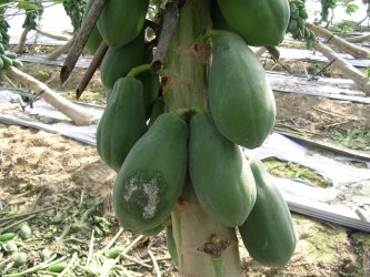 木瓜果疫病病徵(疫病菌)