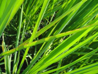 水稻白葉枯病病徵(細菌性)