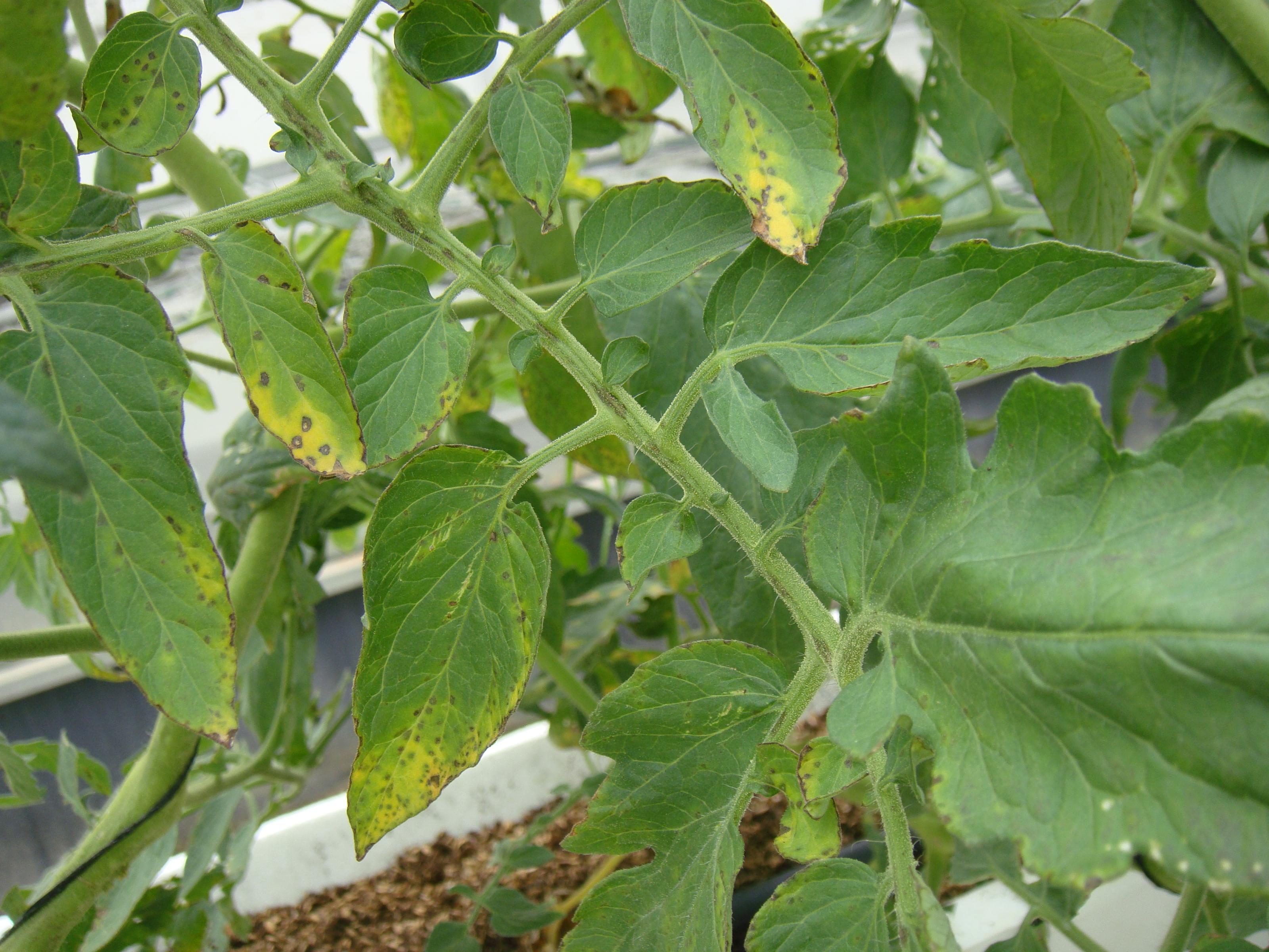 番茄細菌性斑點病病徵(細菌性)