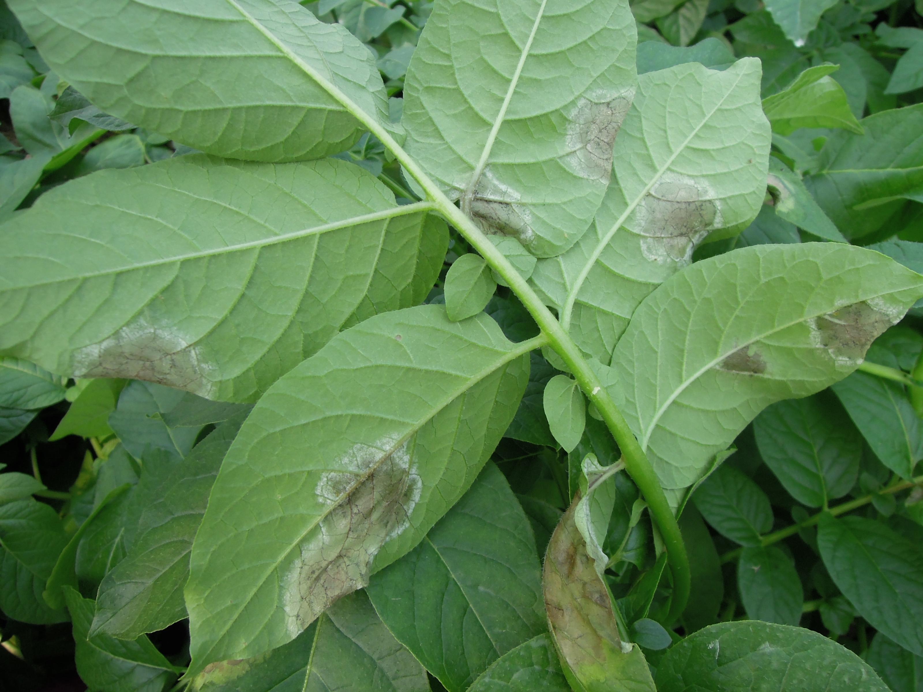 馬鈴薯晚疫病病徵(疫病菌)