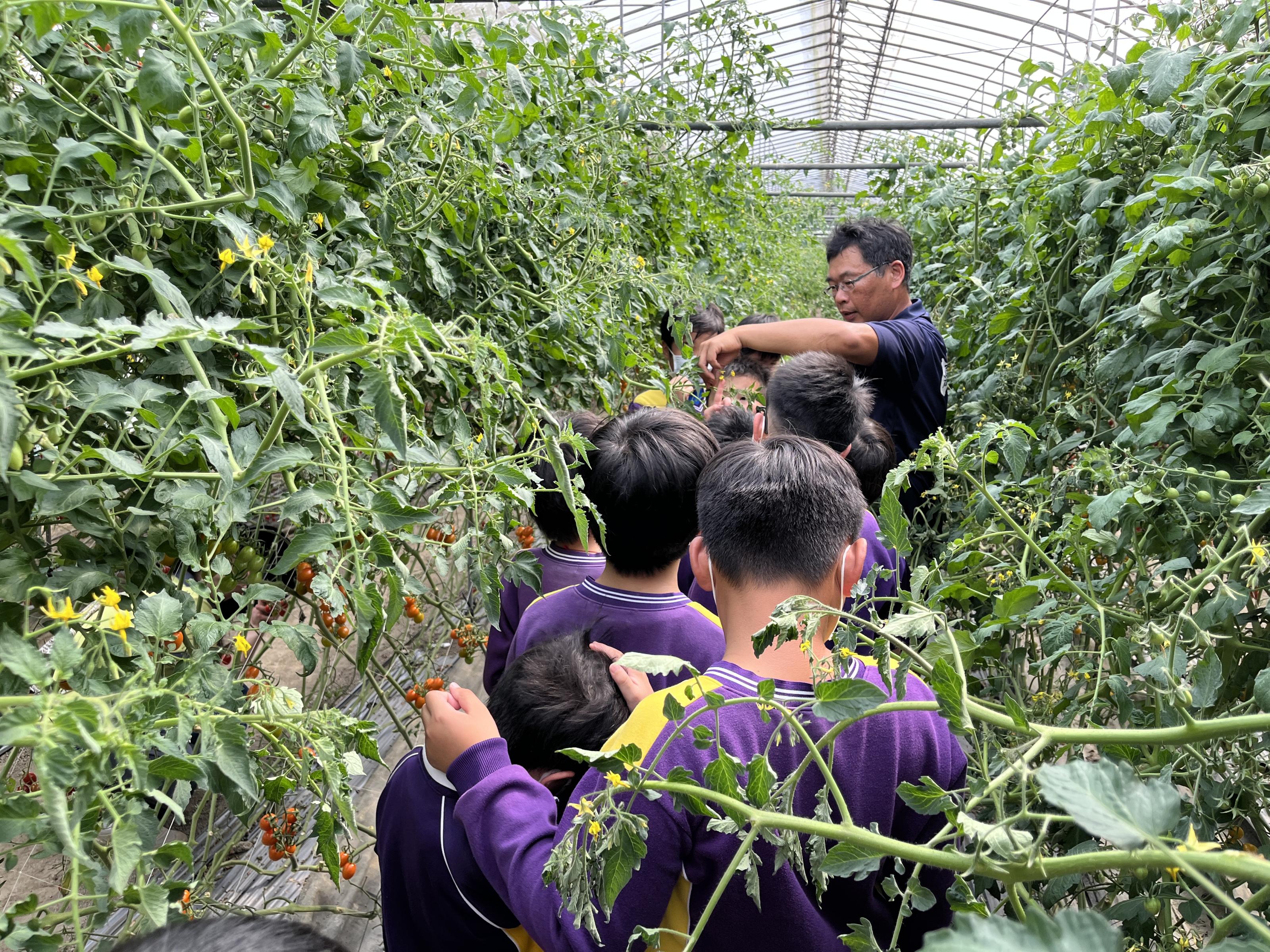吳世彥理事長化身番茄老師帶領小朋友學習番茄的生長情形