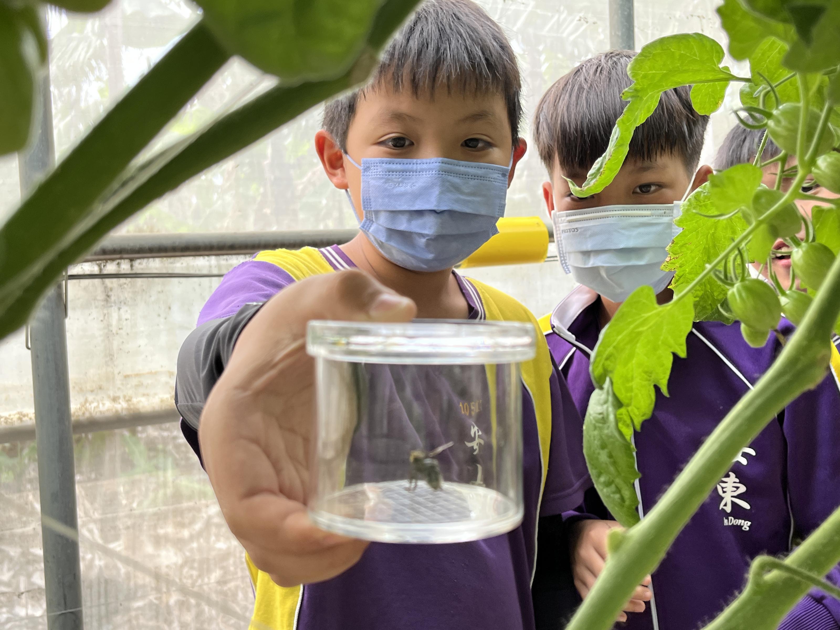 小朋友用昆蟲觀察瓶觀察授粉昆蟲-熊蜂