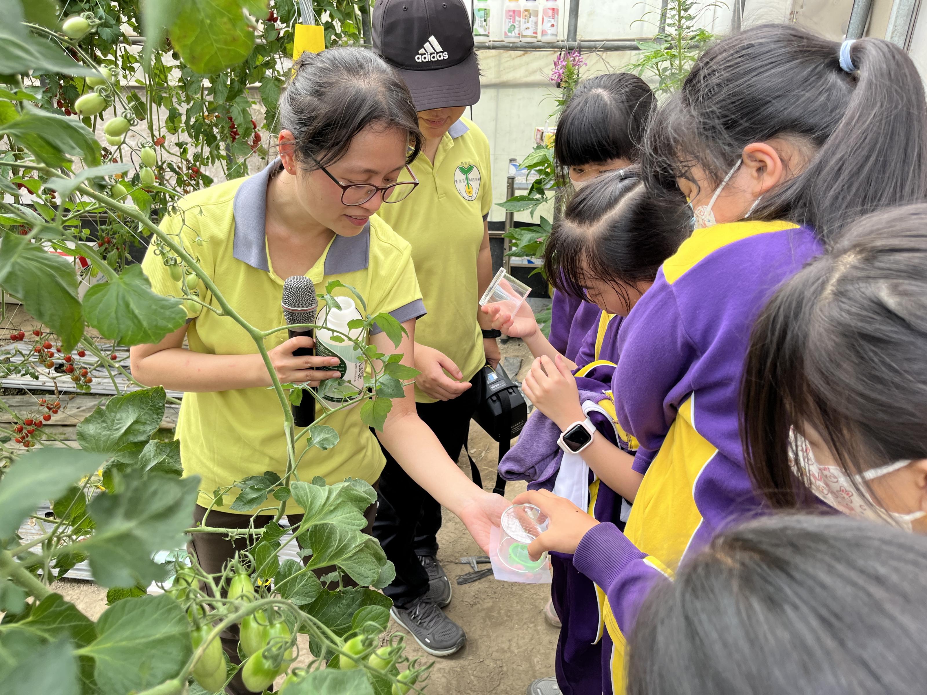 張淳淳助理研究員化身昆蟲老師帶領小朋友觀察菸盲椿象