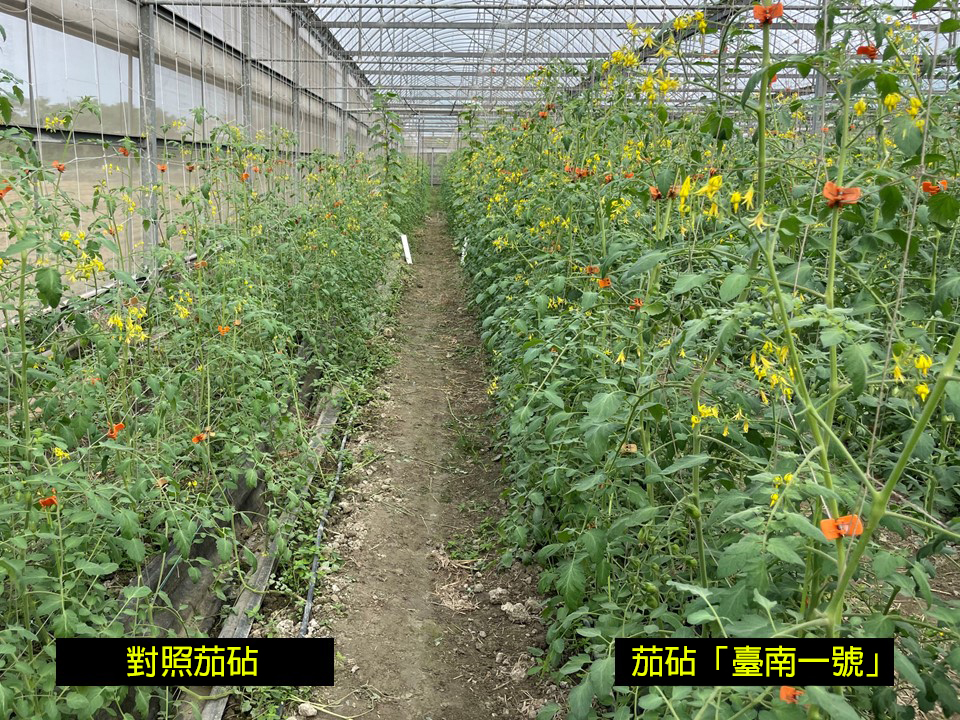 茄砧「臺南1號」具有促進小果番茄初期生長勢之表現(右)
