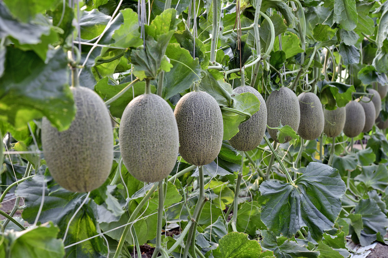 土壤改良與微生物處理採收率高
