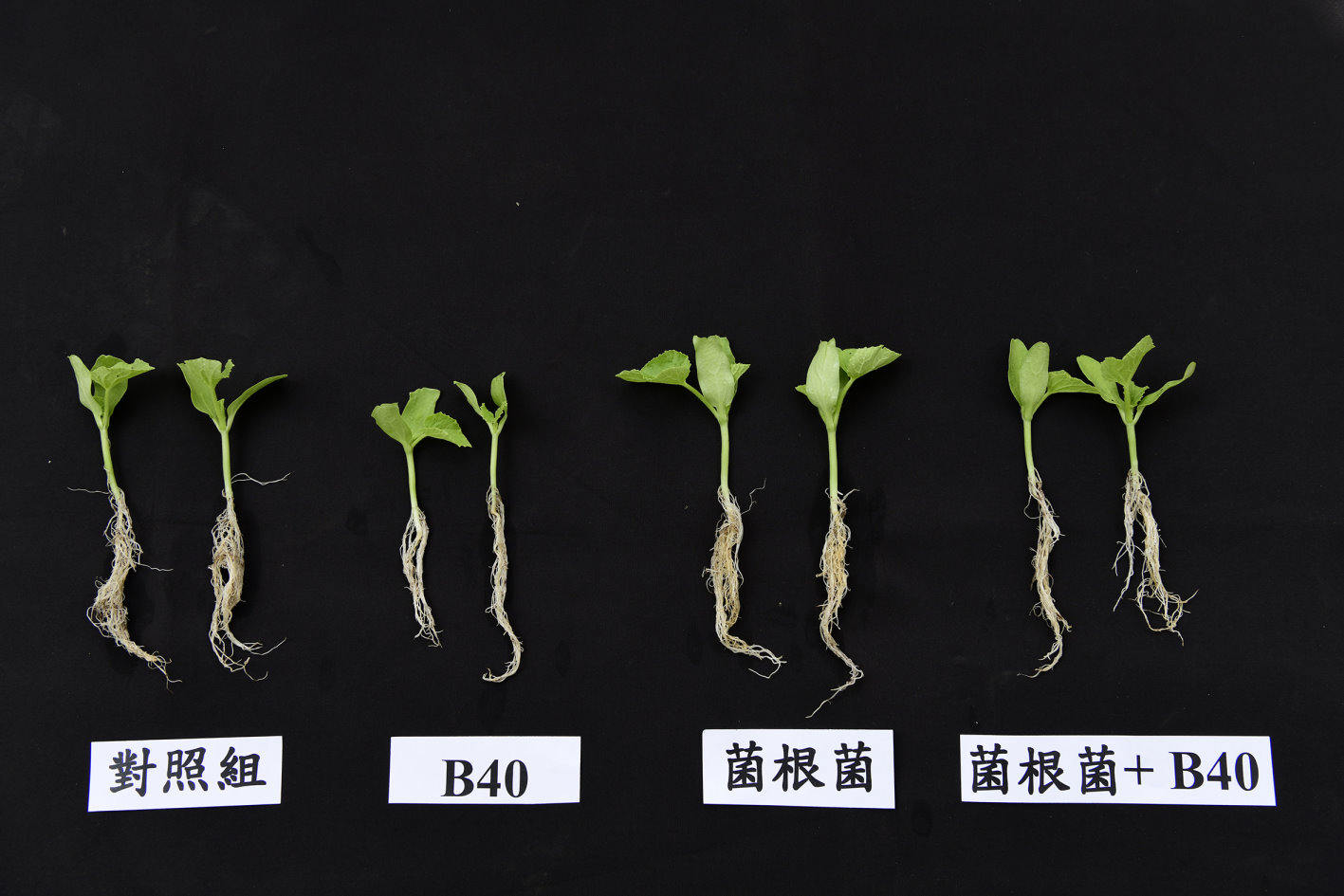 接種菌根菌可促進洋香瓜幼苗生長(右二)