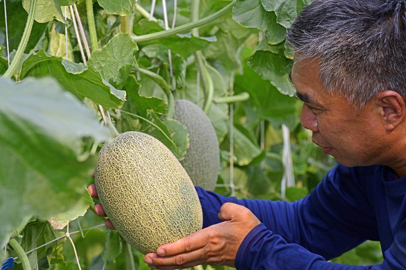 果實碩大網紋佳，達「嘉義極光－歐若拉」標準