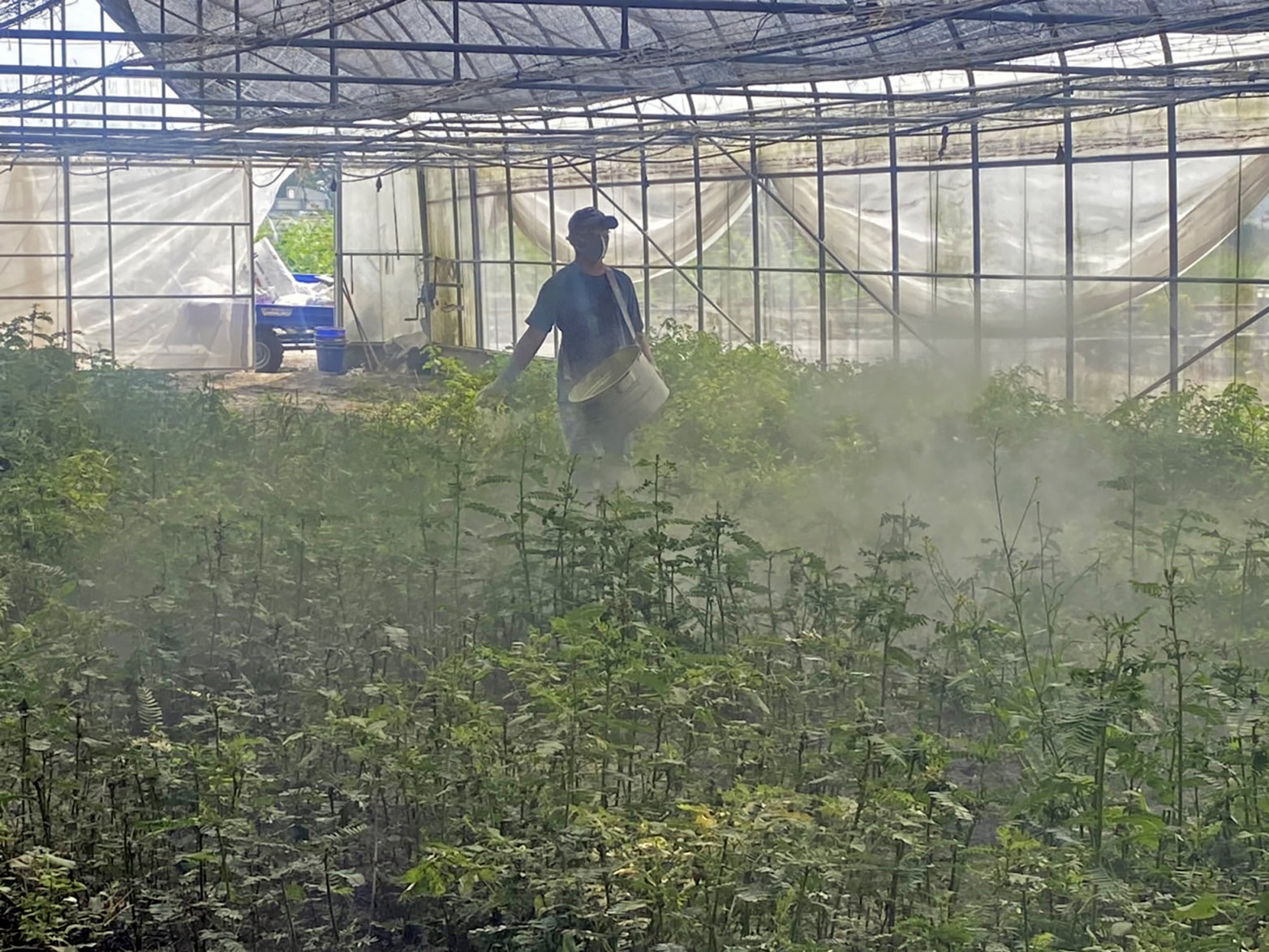 種植田菁與施用土壤改良資材