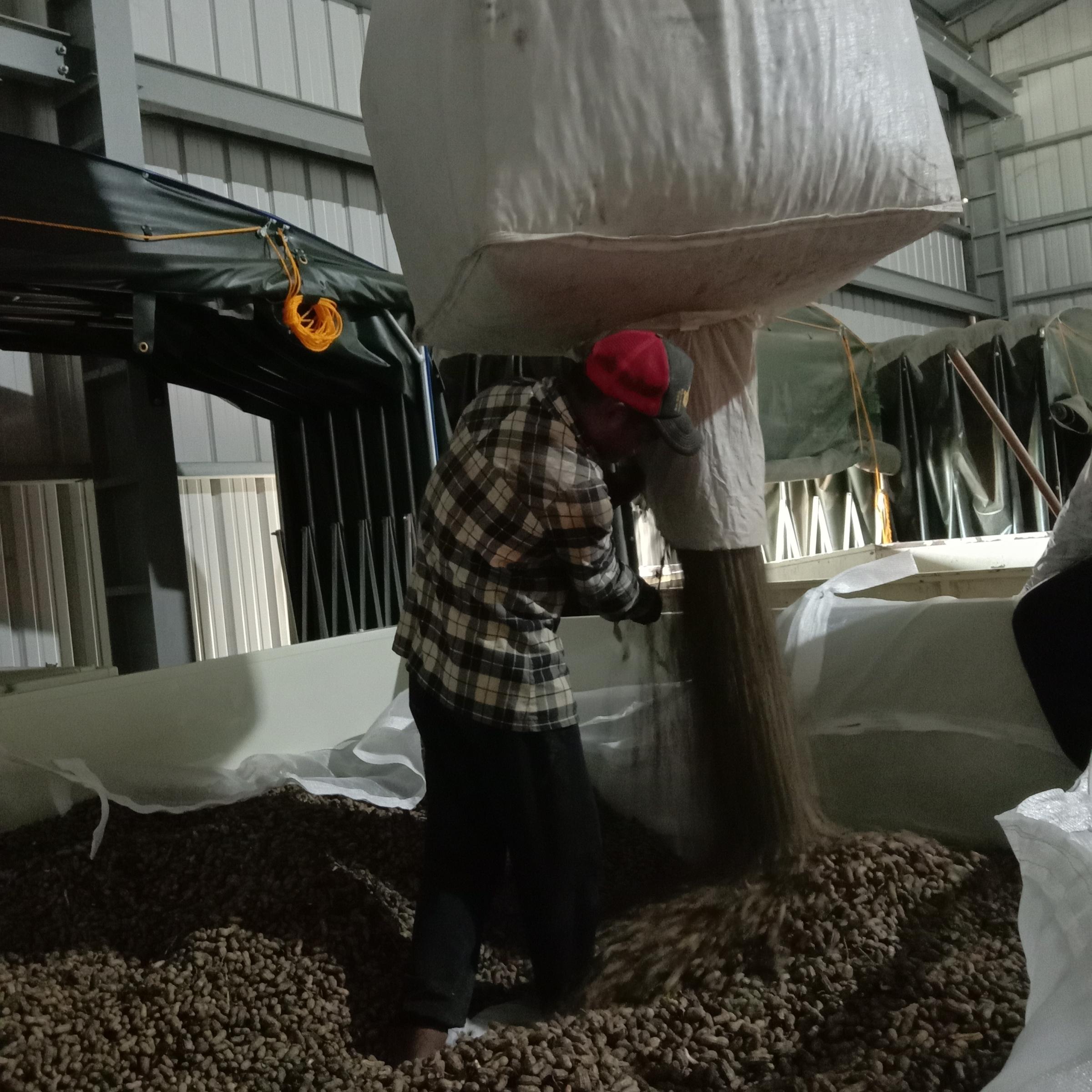 花生採收物以太空包進行入料作業