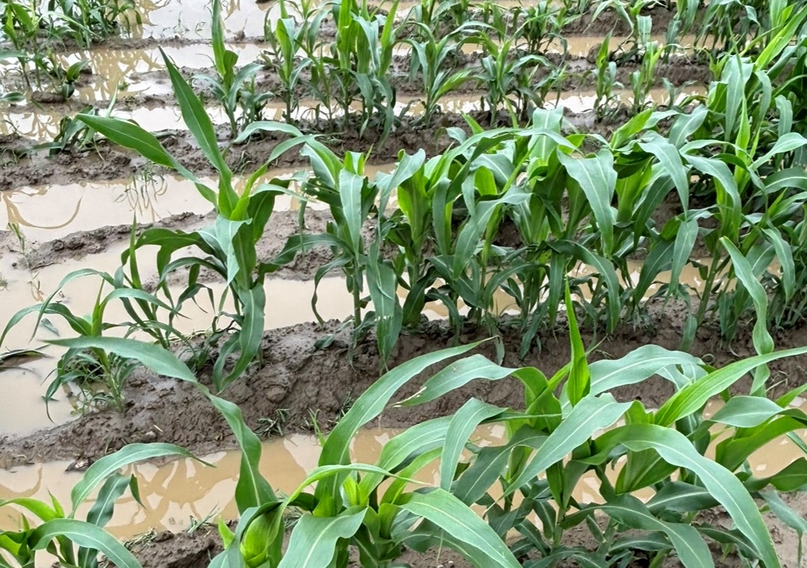 雜糧作物加強田間排水系統