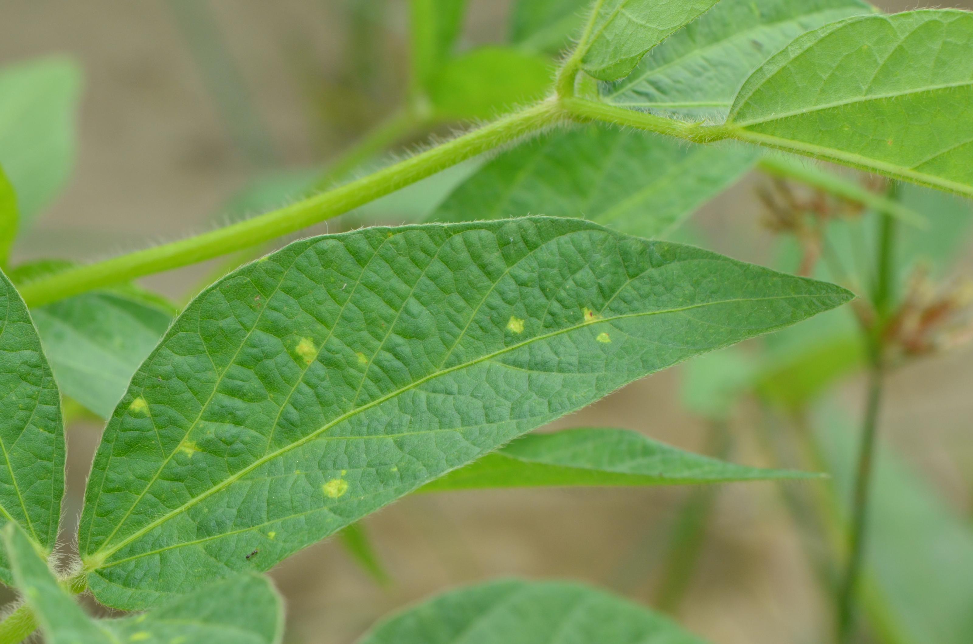 大豆露菌病初期病徵
