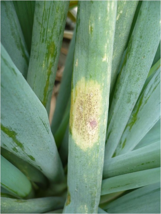 蔥露菌病病徵，露菌病在平行葉脈的作物上則不會顯現角斑的形狀