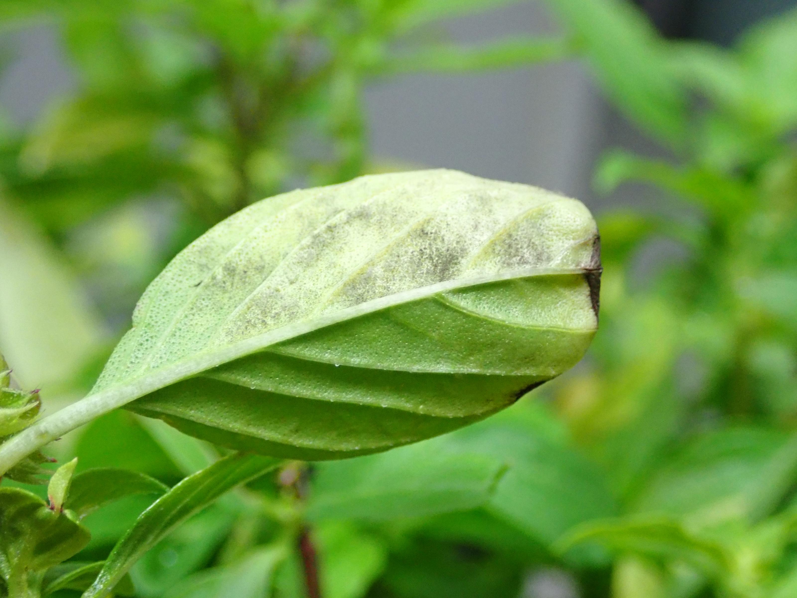 九層塔葉背露菌病病徵，常被當成灰黴病而用錯藥！