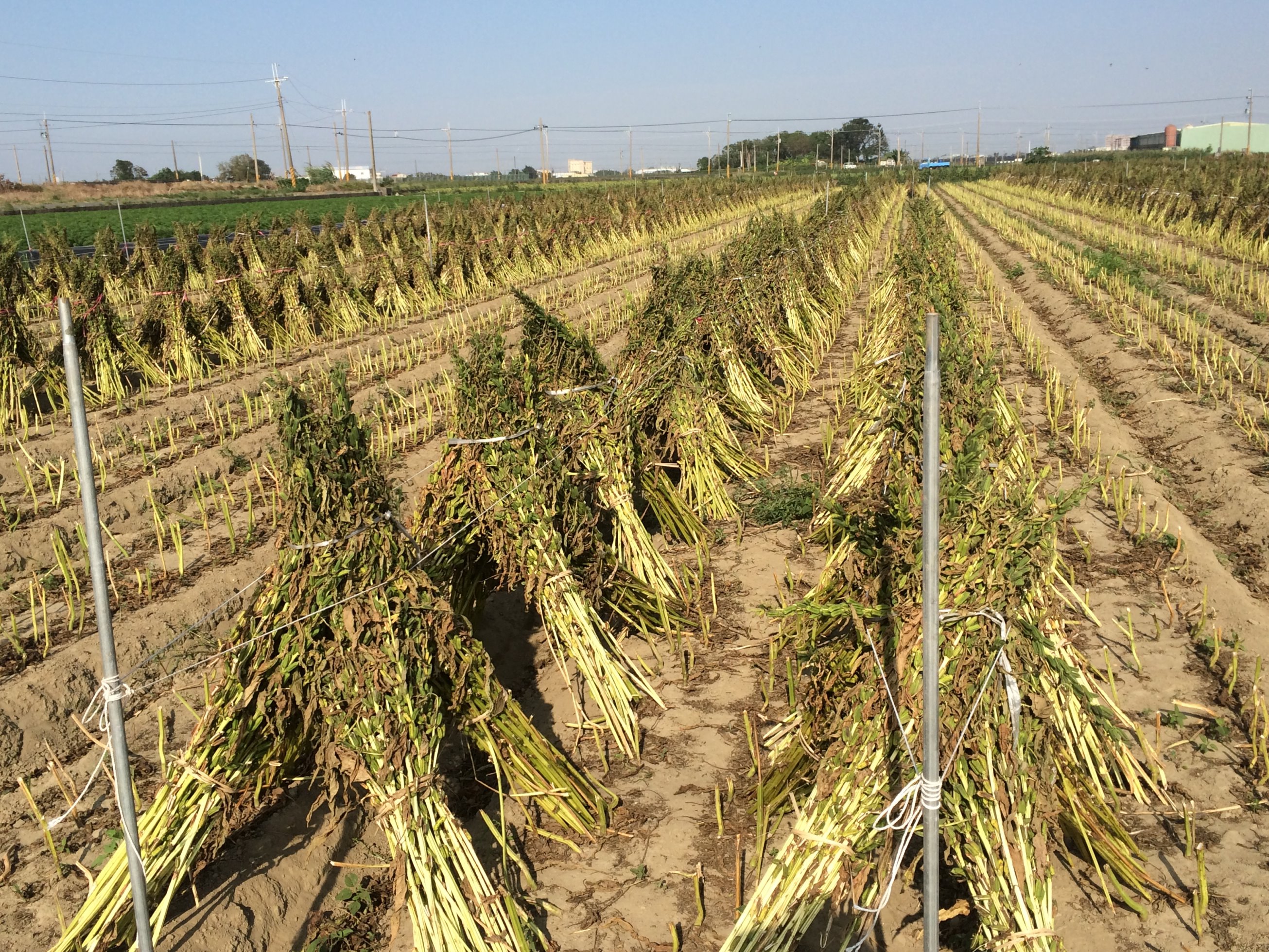 傳統人工採收胡麻需割捆後放置田間堆曬約14天脫粒