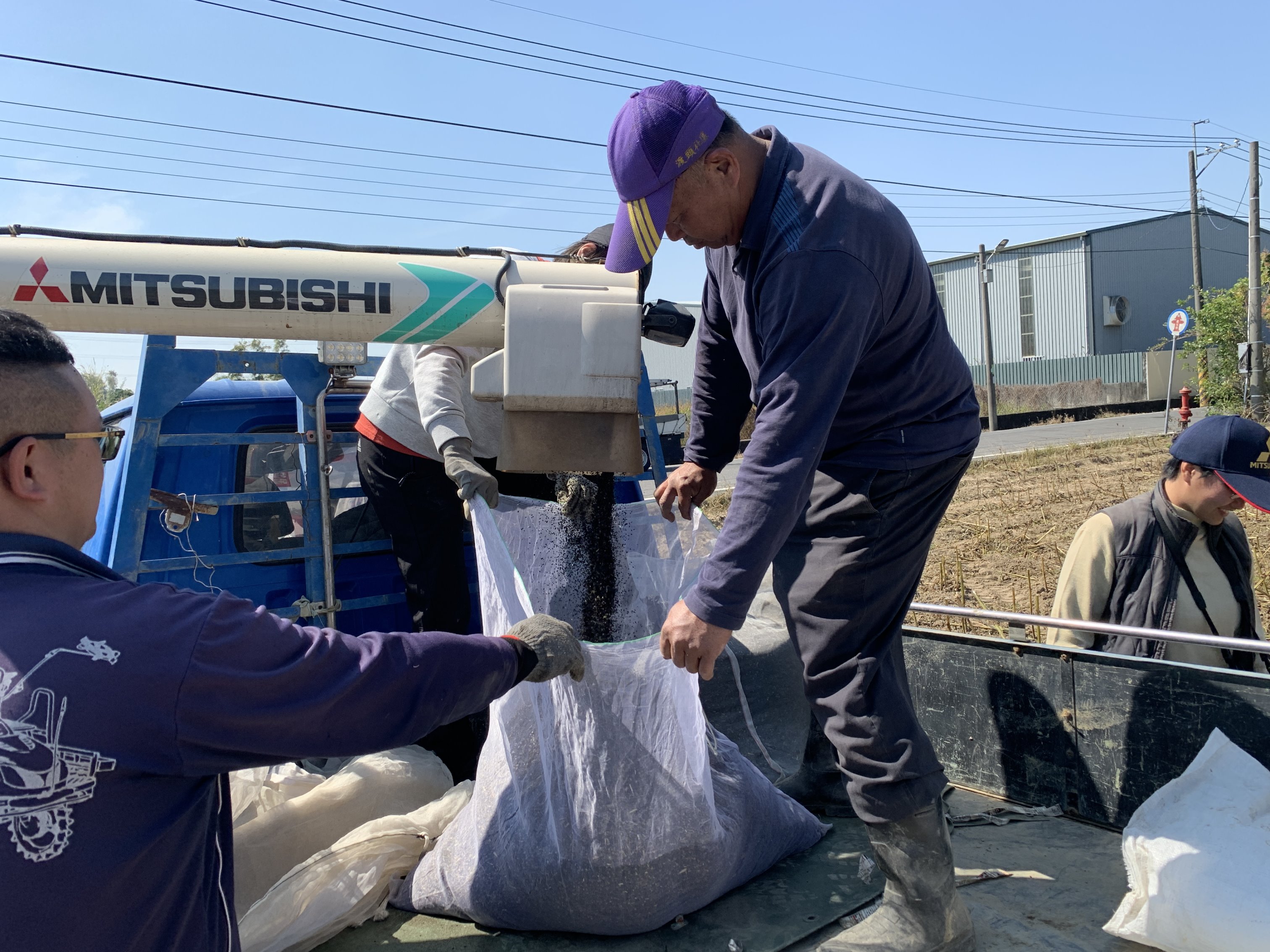 機械採收後種子直接由收穫機出