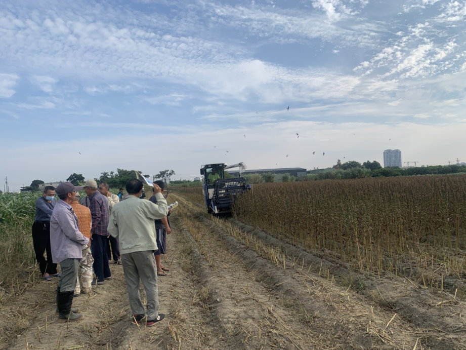 胡麻臺南2號機械採收示範觀摩
