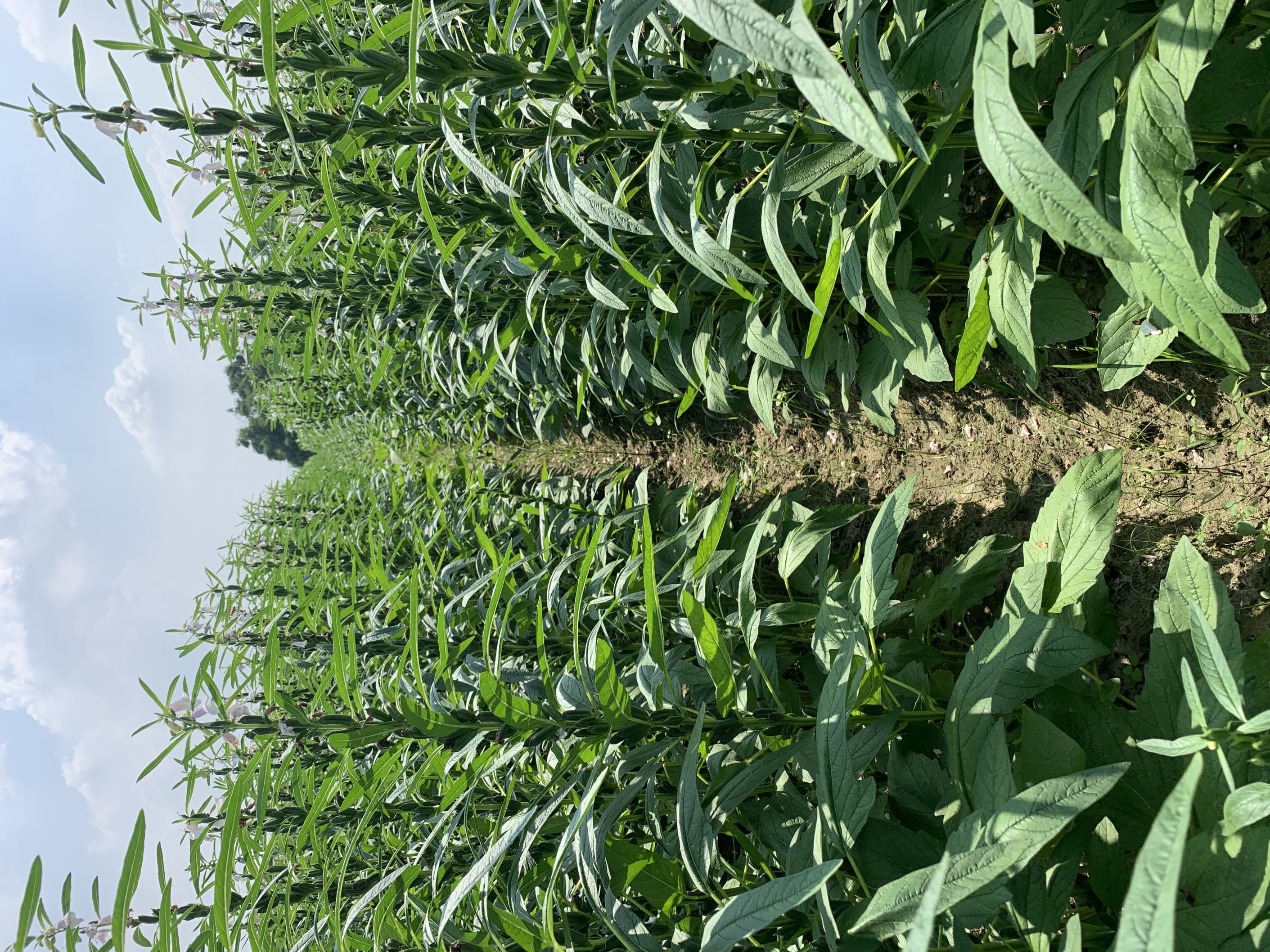 胡麻臺南2號田間生長情形