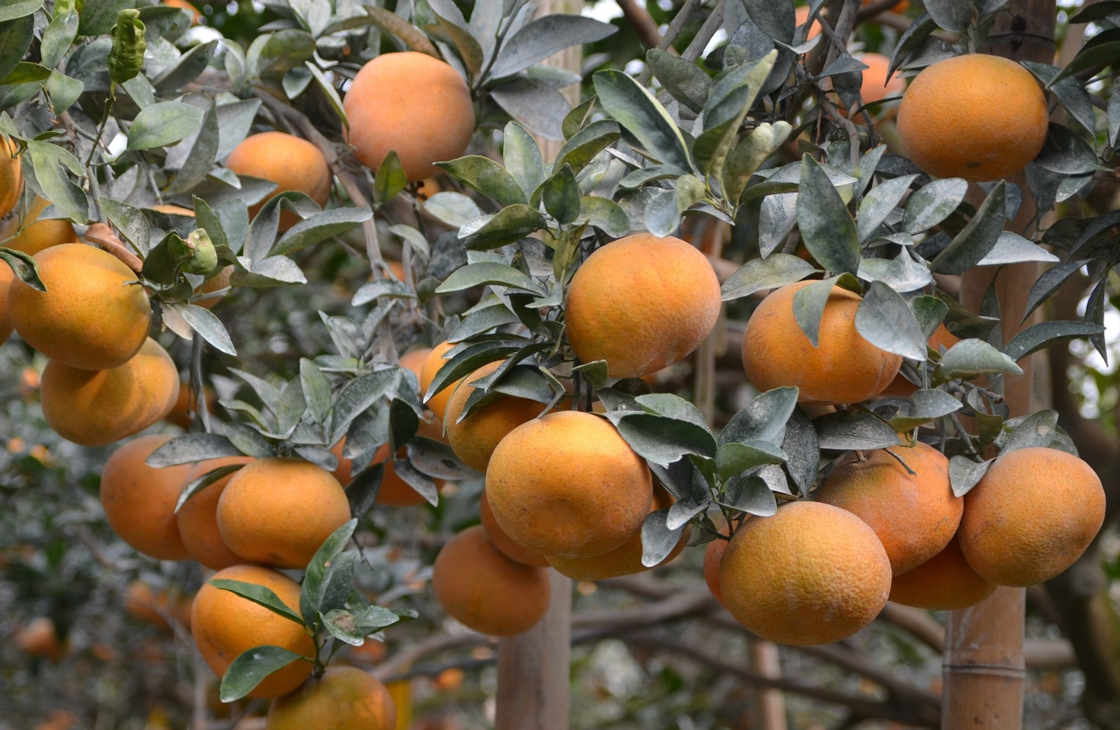 結實纍纍的茂谷柑植株