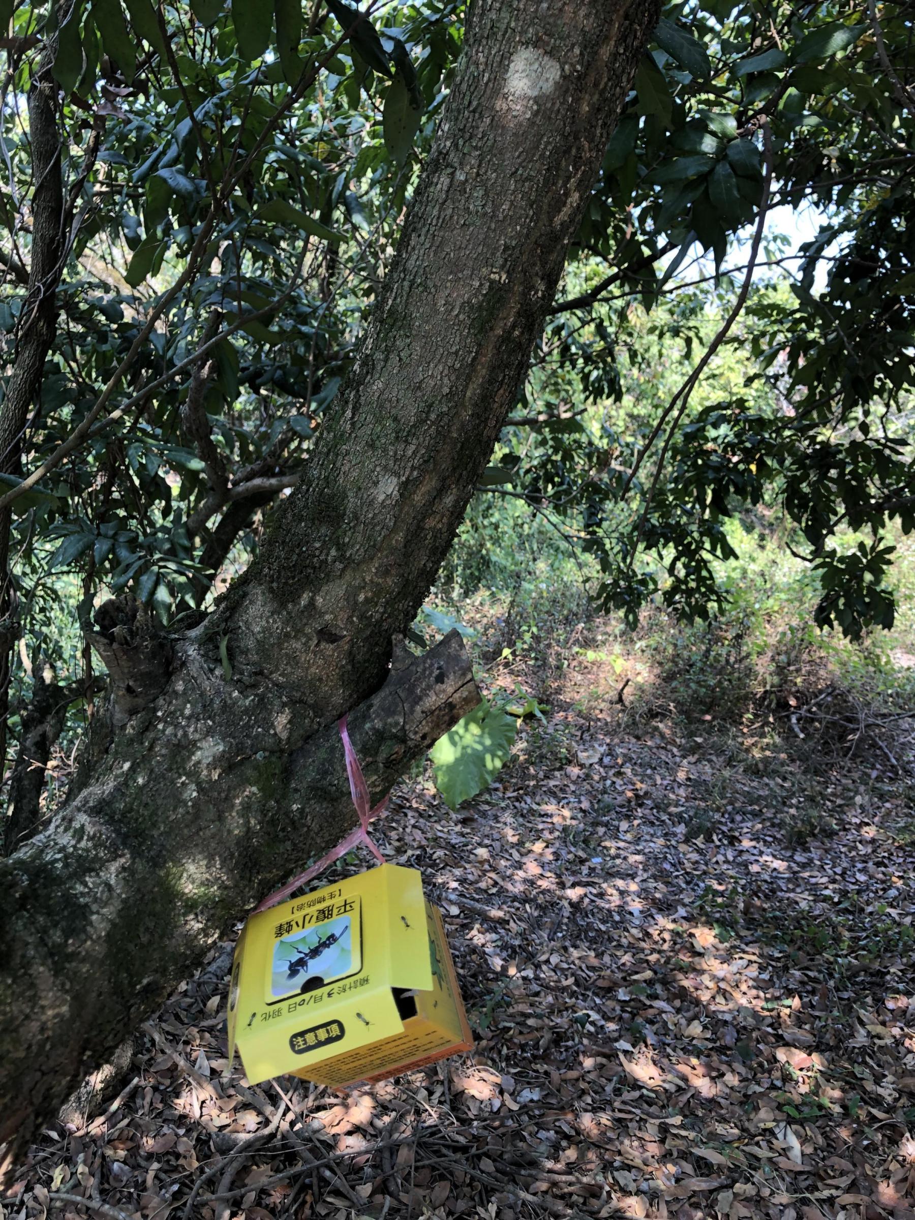 共同防治期過後，可於田區搭配施放平腹小蜂卵片