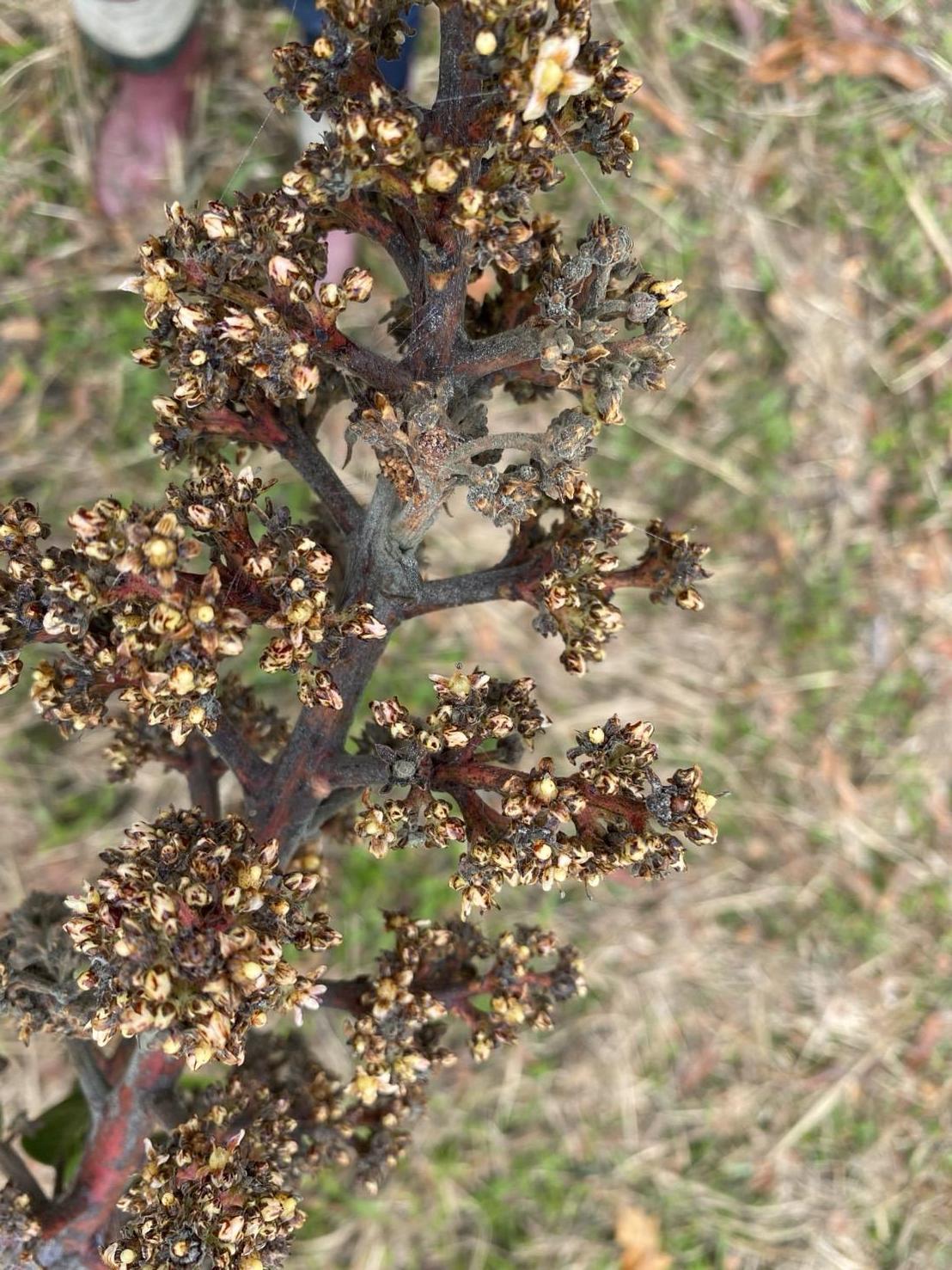 芒果花穗炭疽病病徵