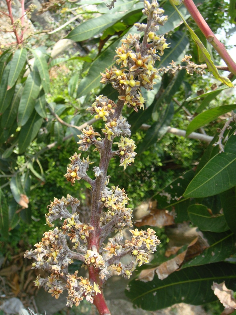 芒果花穗白粉病病徵