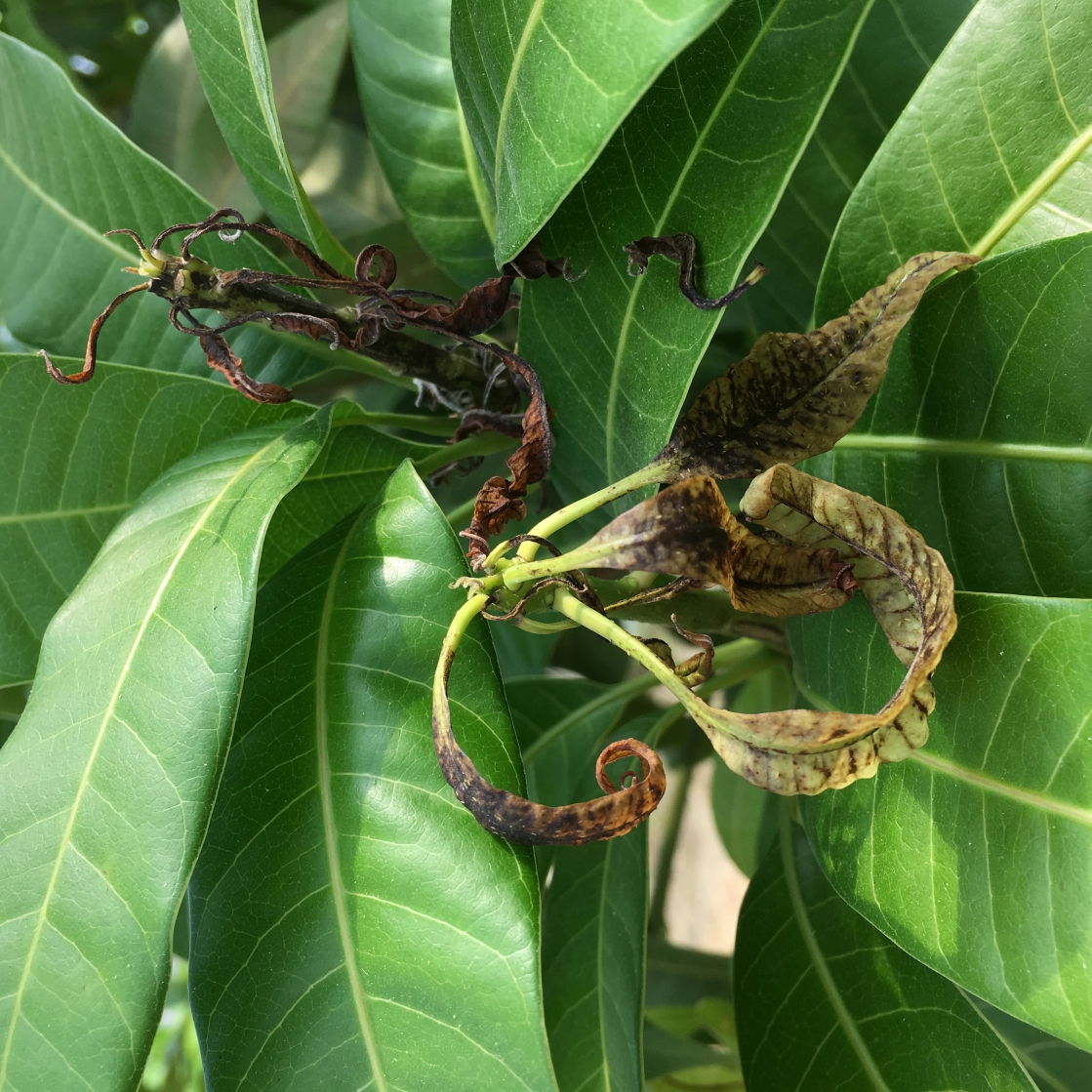 薊馬危害芒果嫩梢