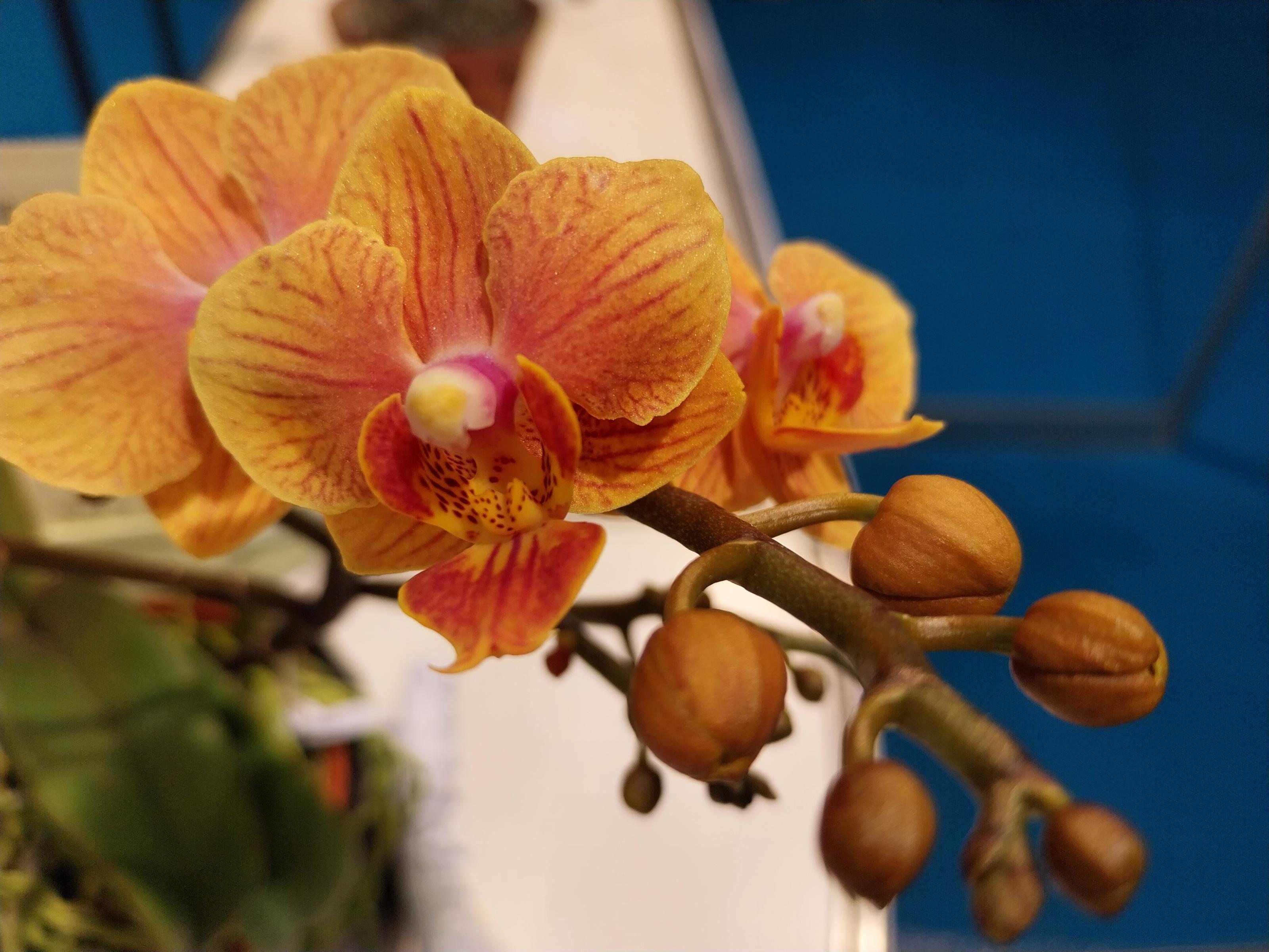 透過雜交結合了萬代蘭的亮橘色彩與蝴蝶蘭的圓整花型，