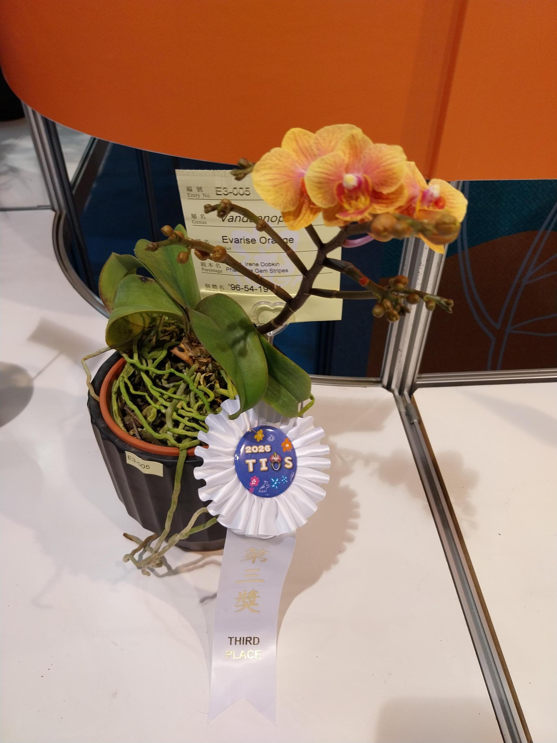 本場萬代蝶蘭獲第三獎