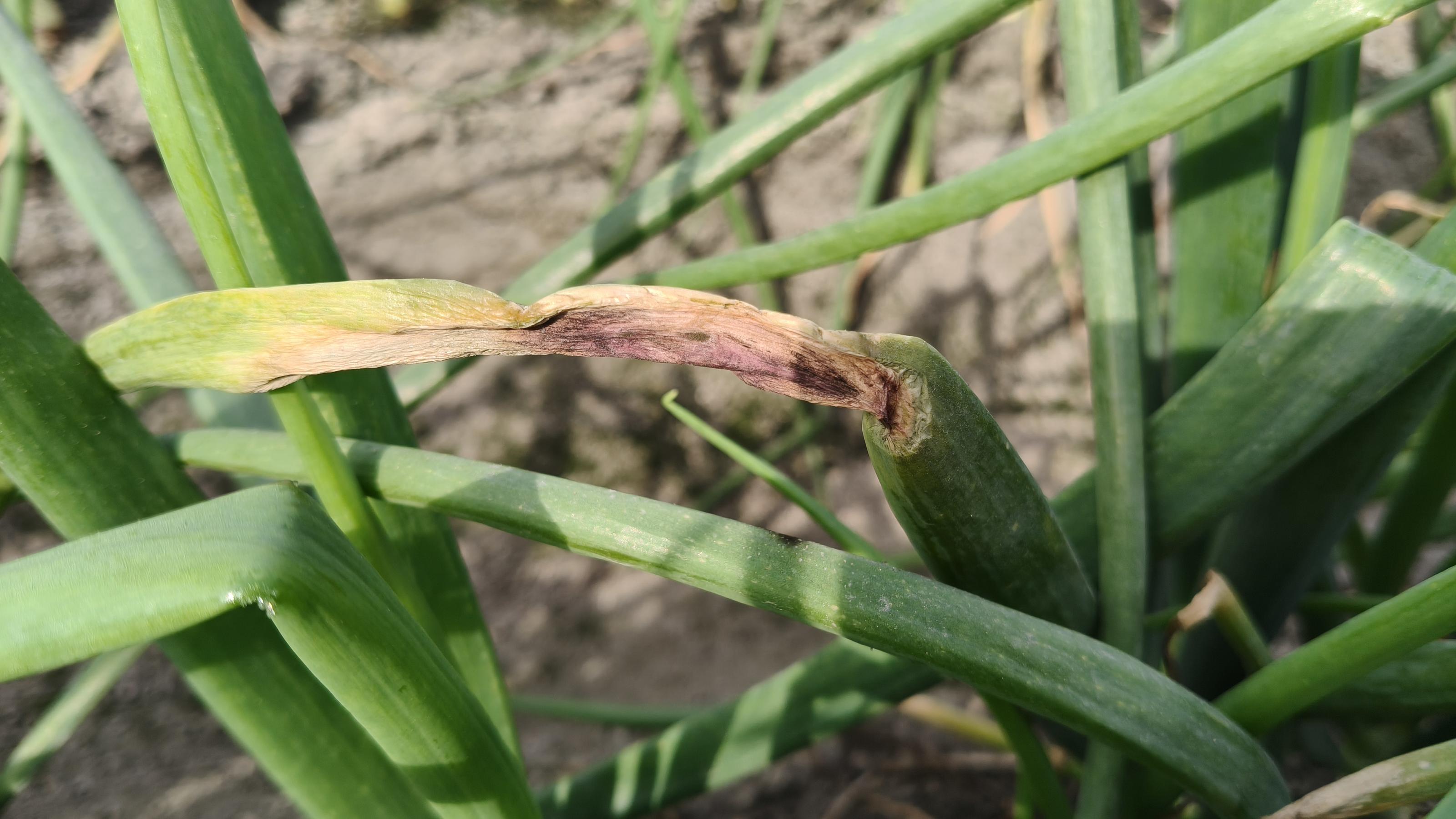 洋蔥紫斑病葉片紫黑色紡錘狀病斑