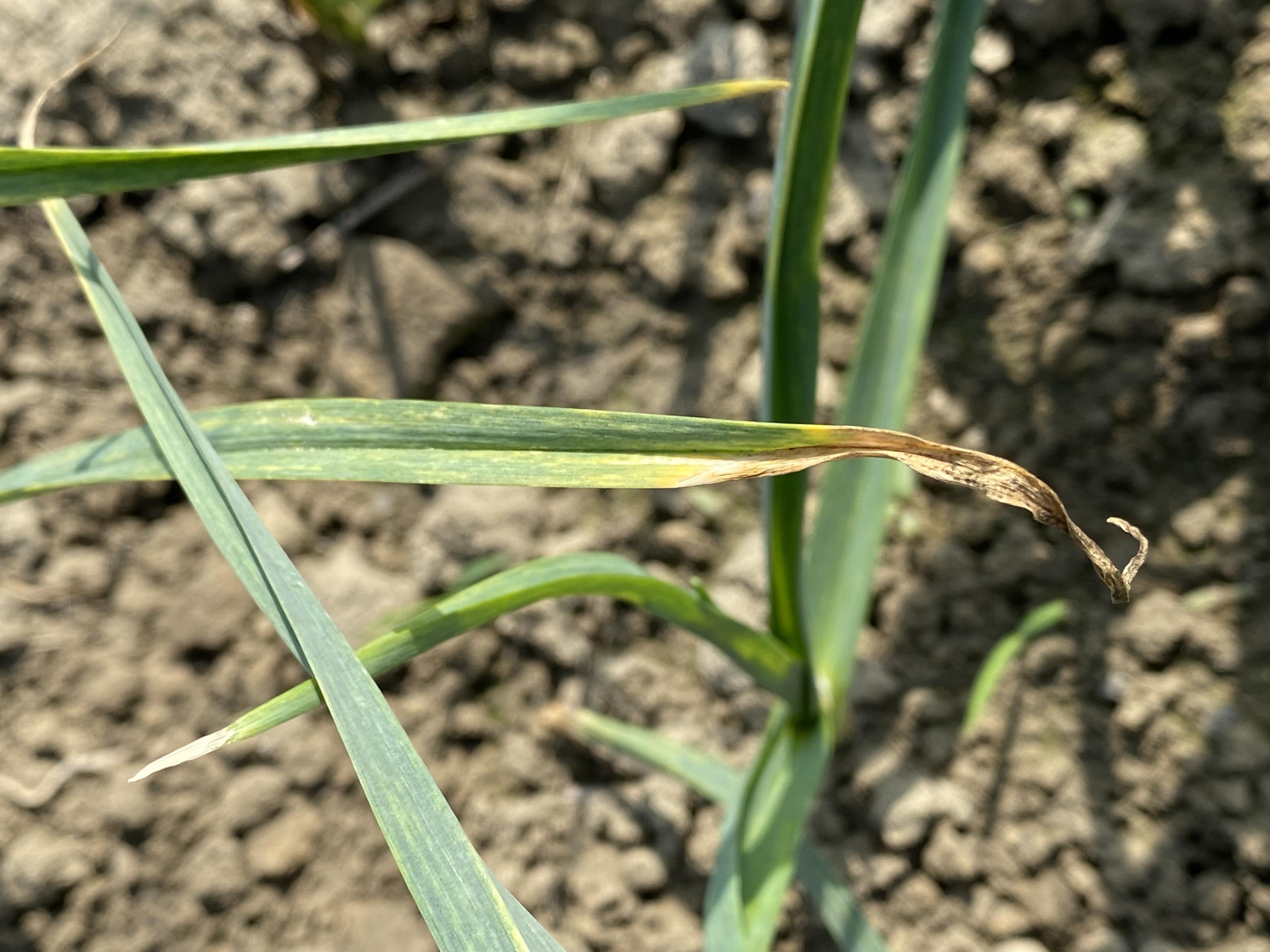 蒜黑腐病造成葉尖黃化乾枯