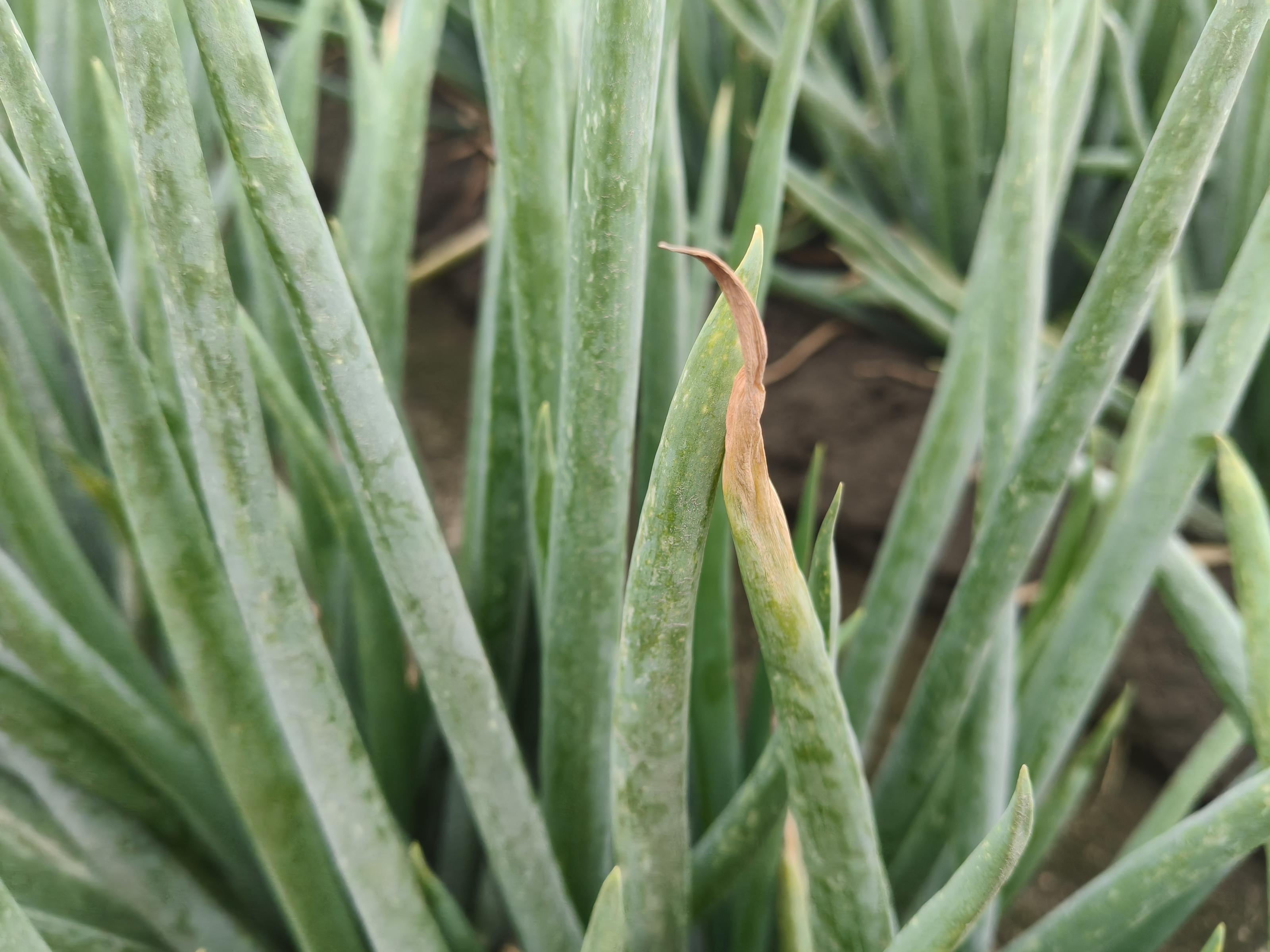 青蔥黑腐病造成葉尖黃化乾枯