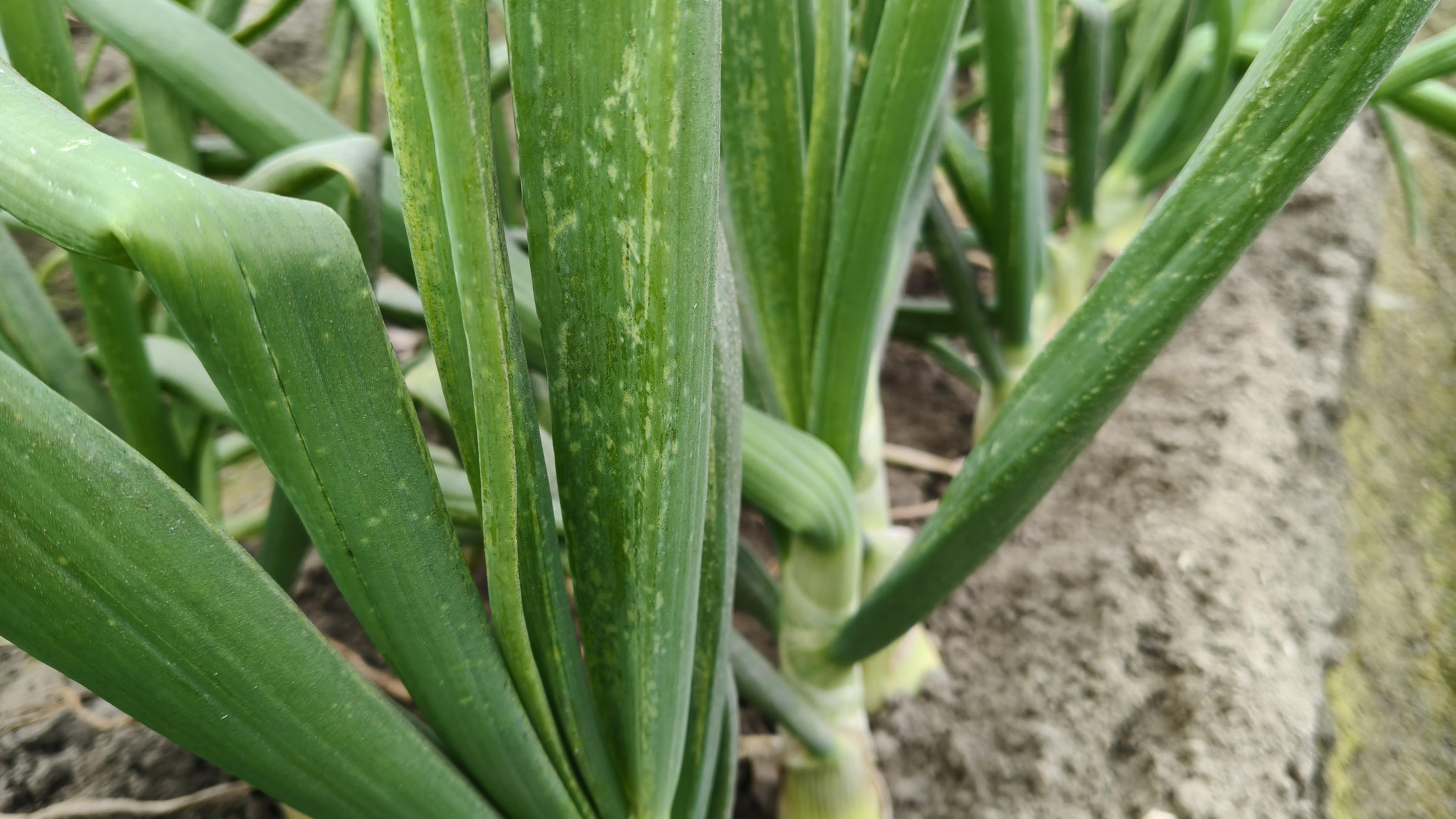 洋蔥薊馬黃白色斑點危害狀