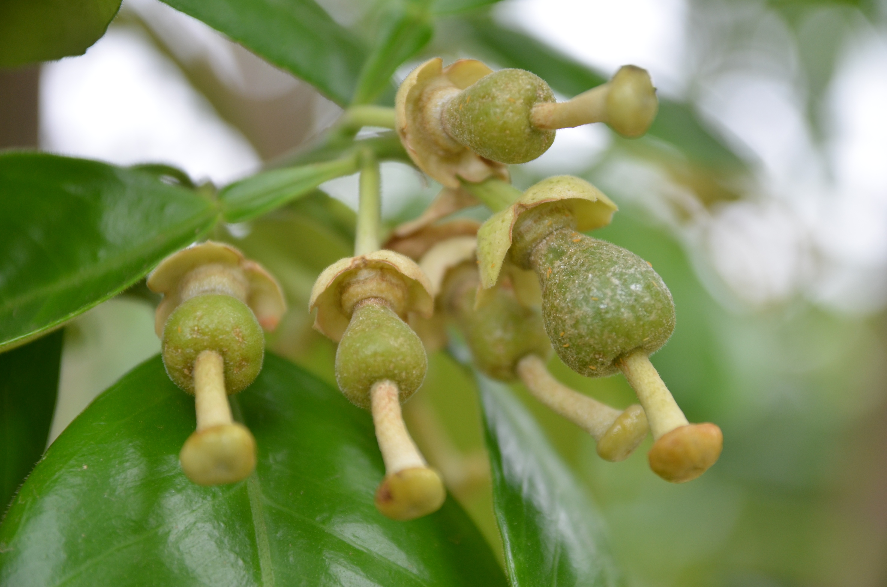 小黃薊馬群聚在剛謝花的柚果上危害