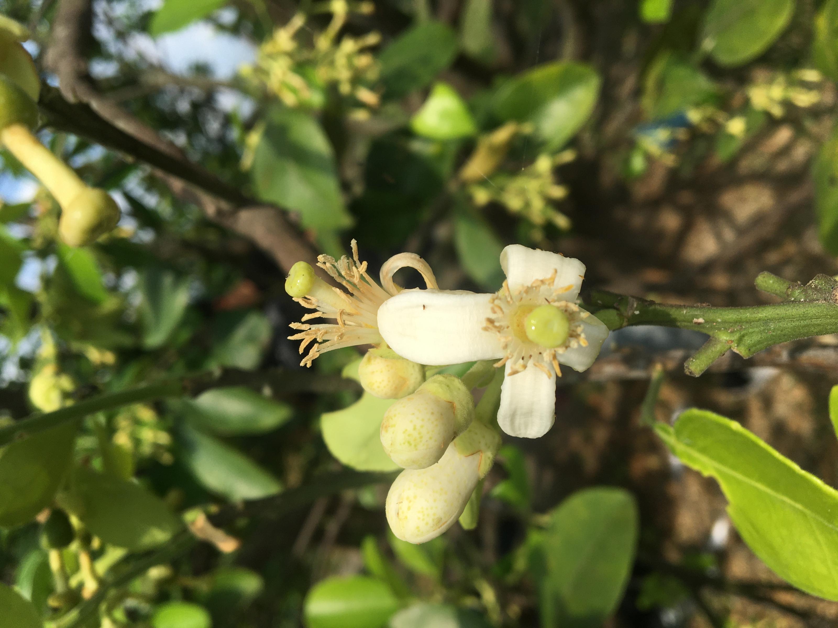 花苞展開後即增加小黃薊馬躲藏機會