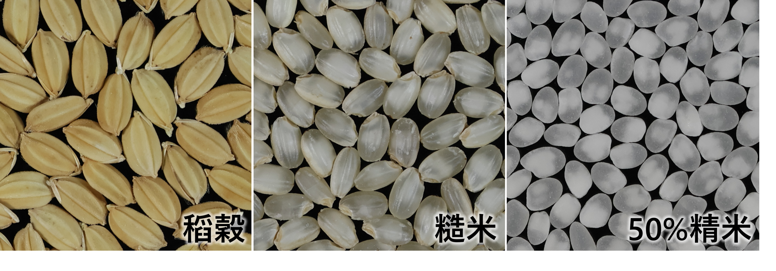酒米新品種「臺南21號-南藏」適宜進行大吟釀等級的高度精米(50%)
