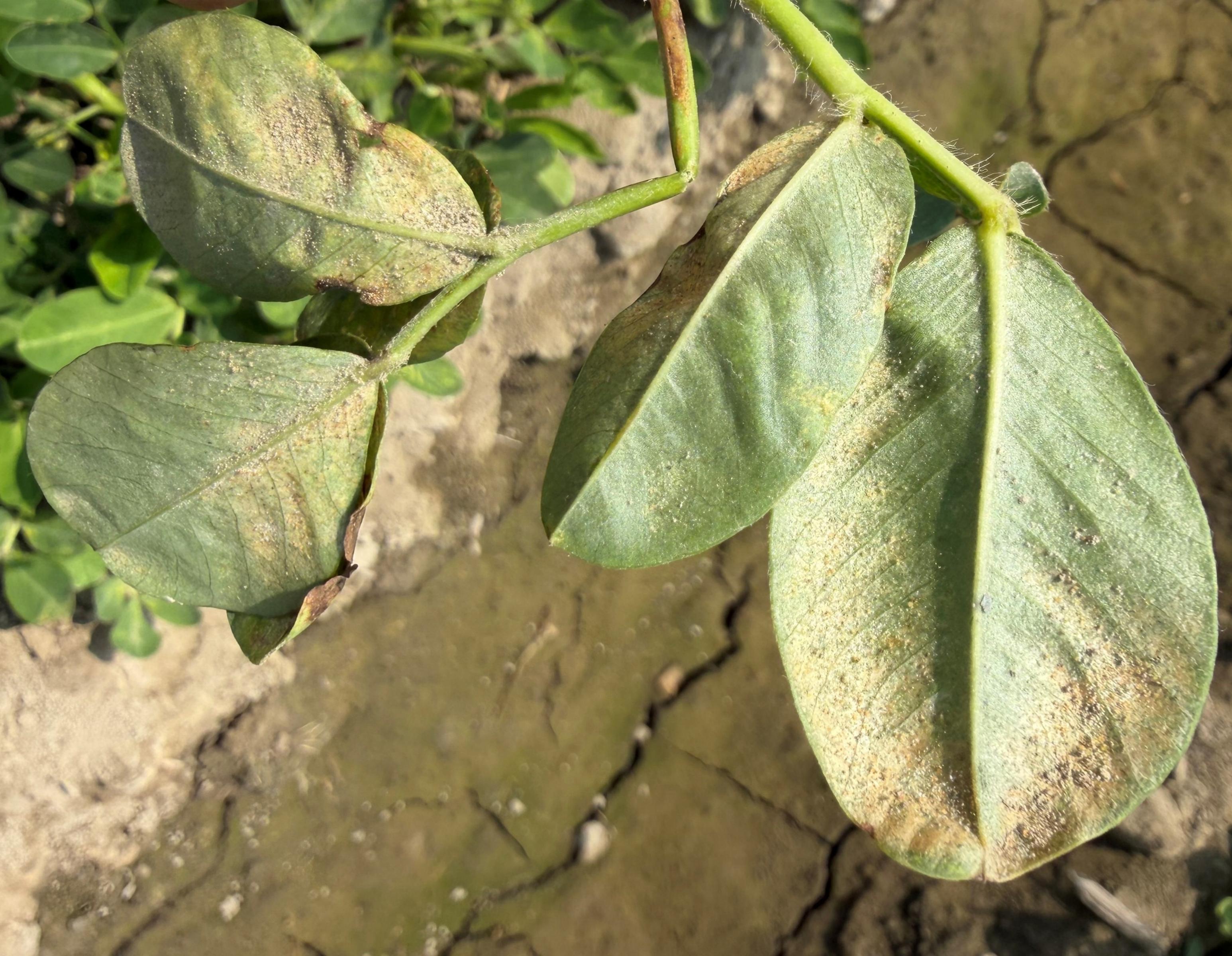 花生葉蟎危害狀