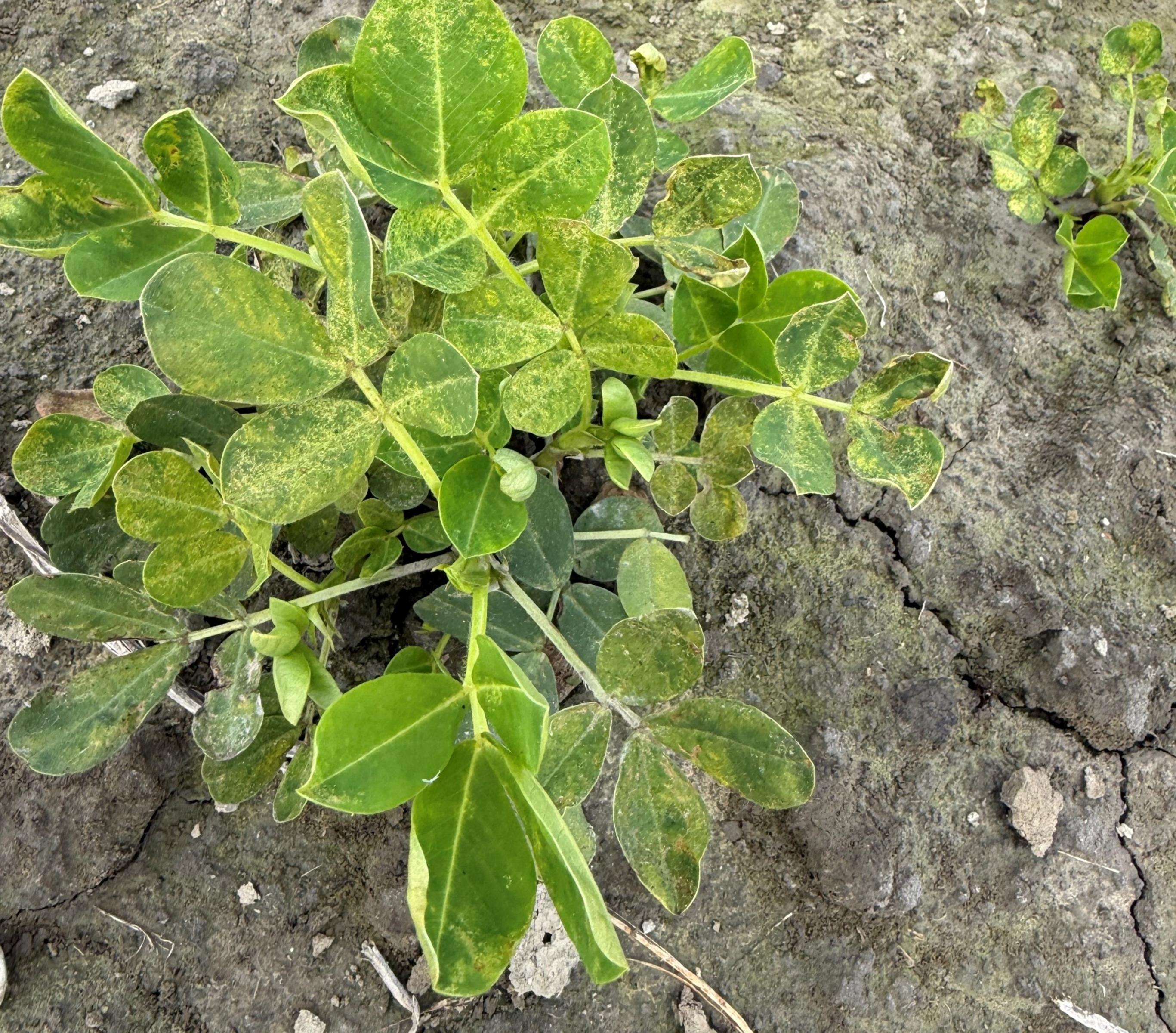 花生薊馬危害,造成葉片皺縮黃化