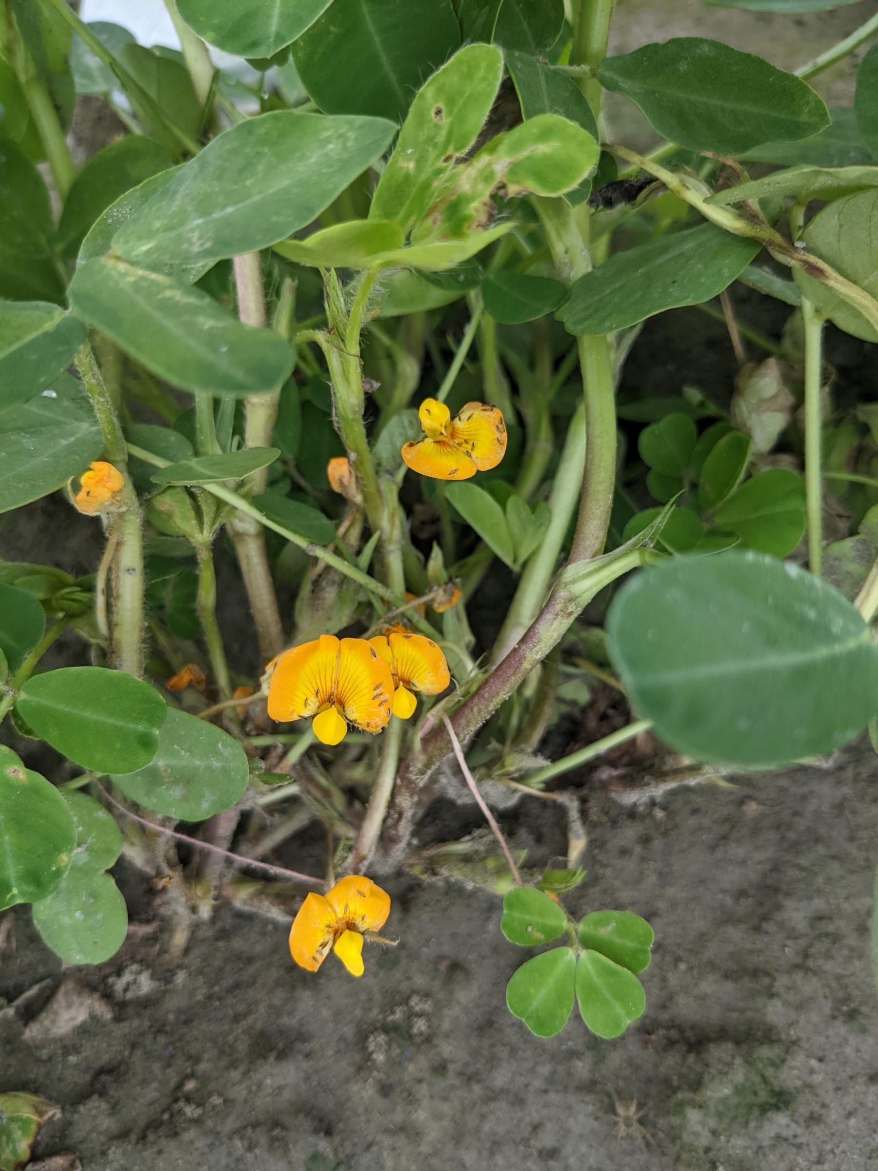 薊馬危害花生心葉及花