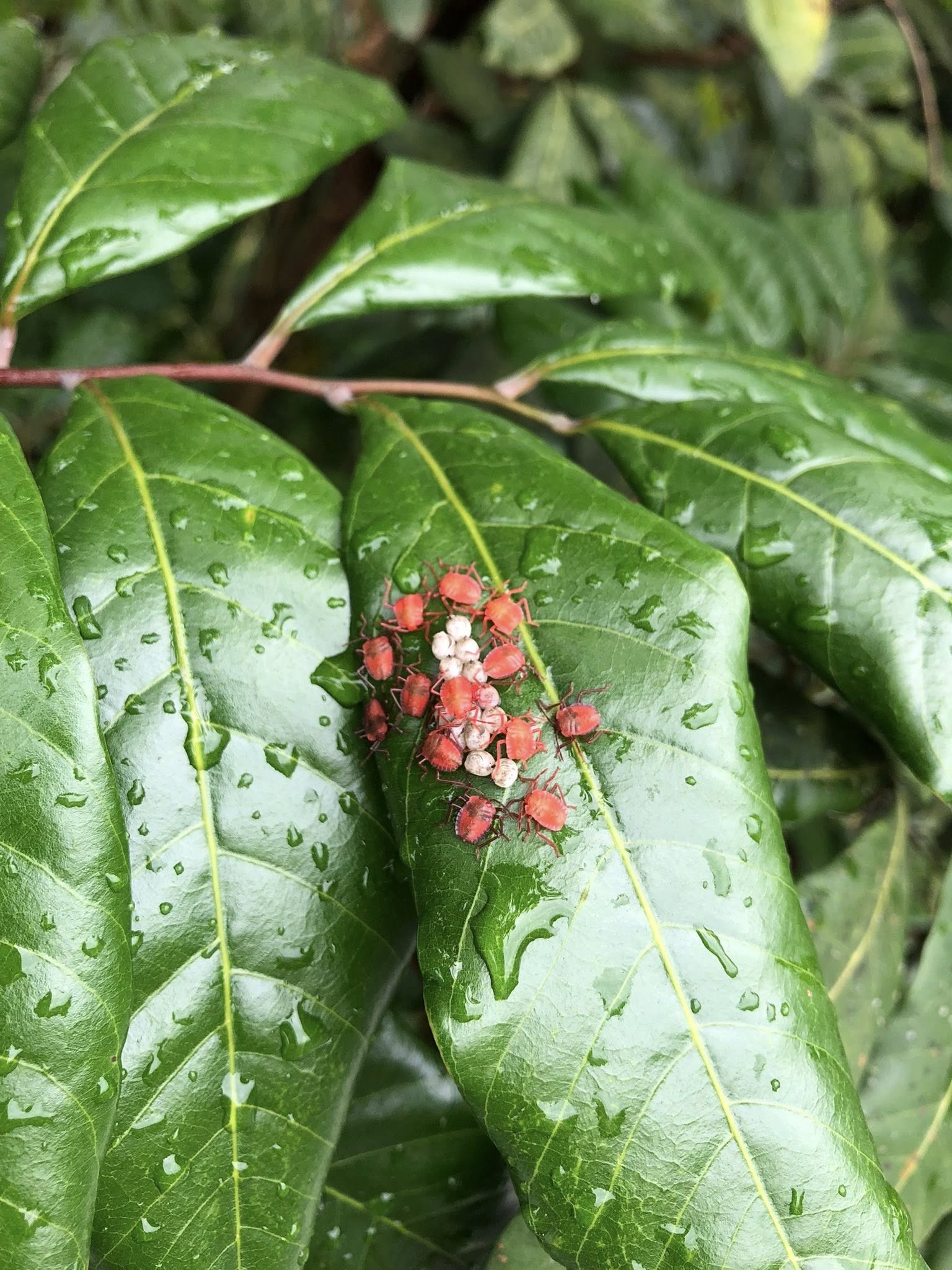 剛孵化出來荔枝椿象若蟲