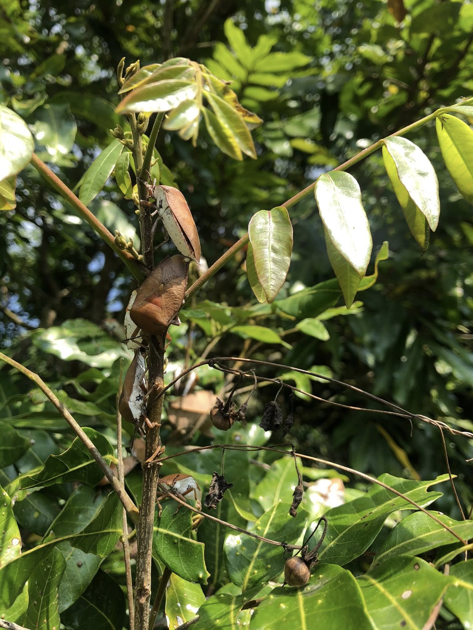 荔枝椿象成蟲交尾