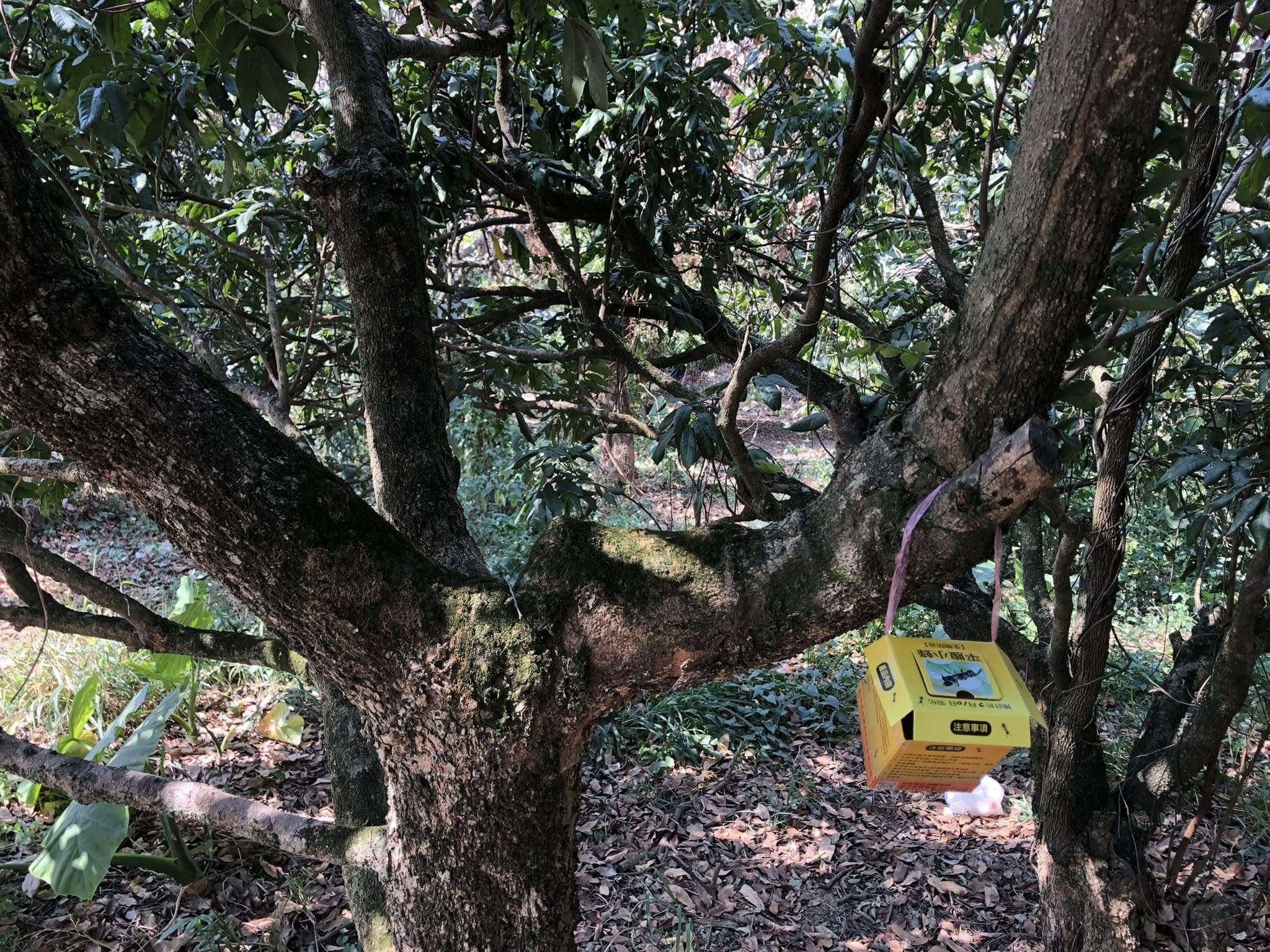 可於田間懸掛平腹小蜂卵