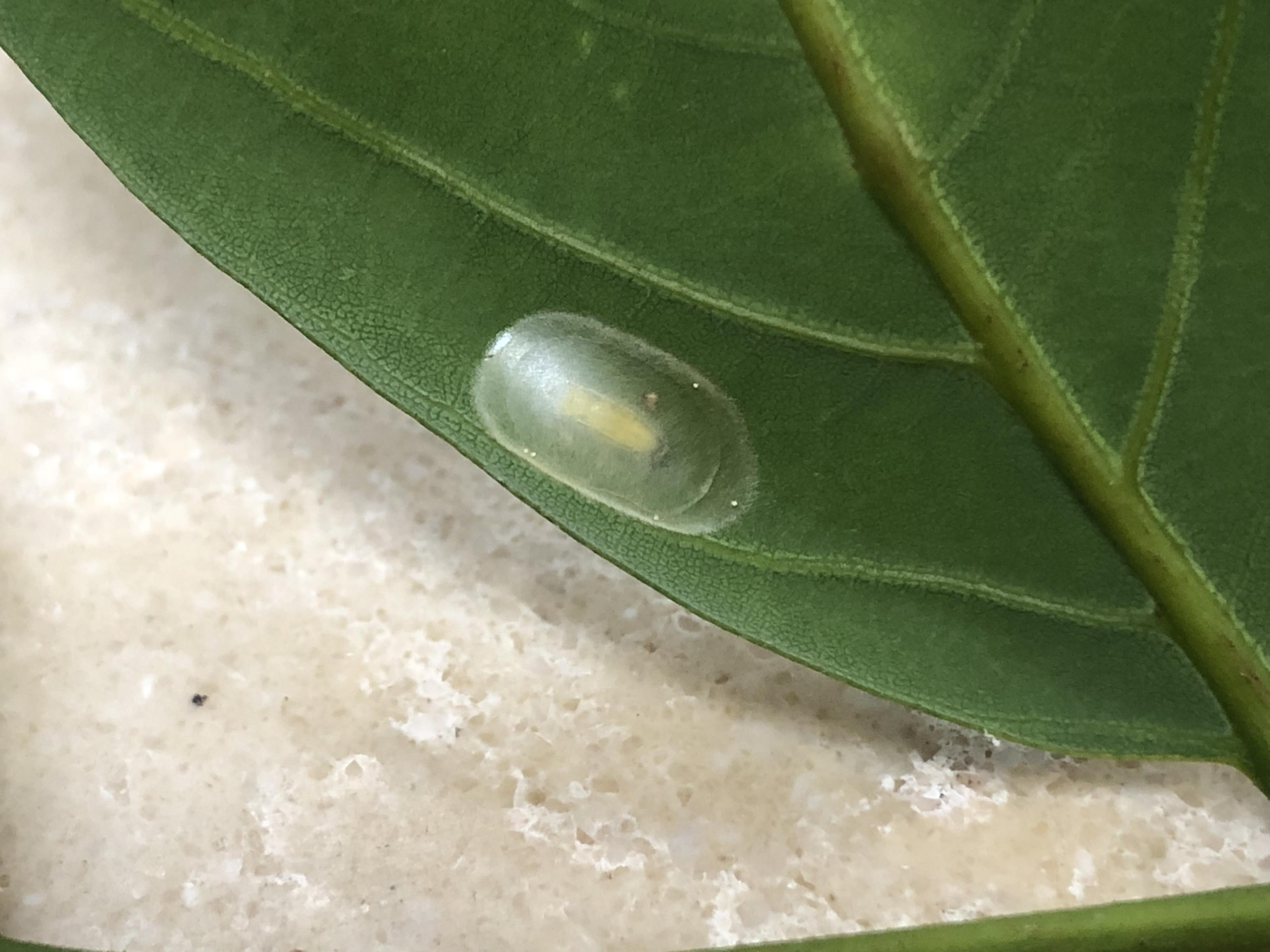 荔枝細蛾化蛹於葉面上，紅色箭頭處